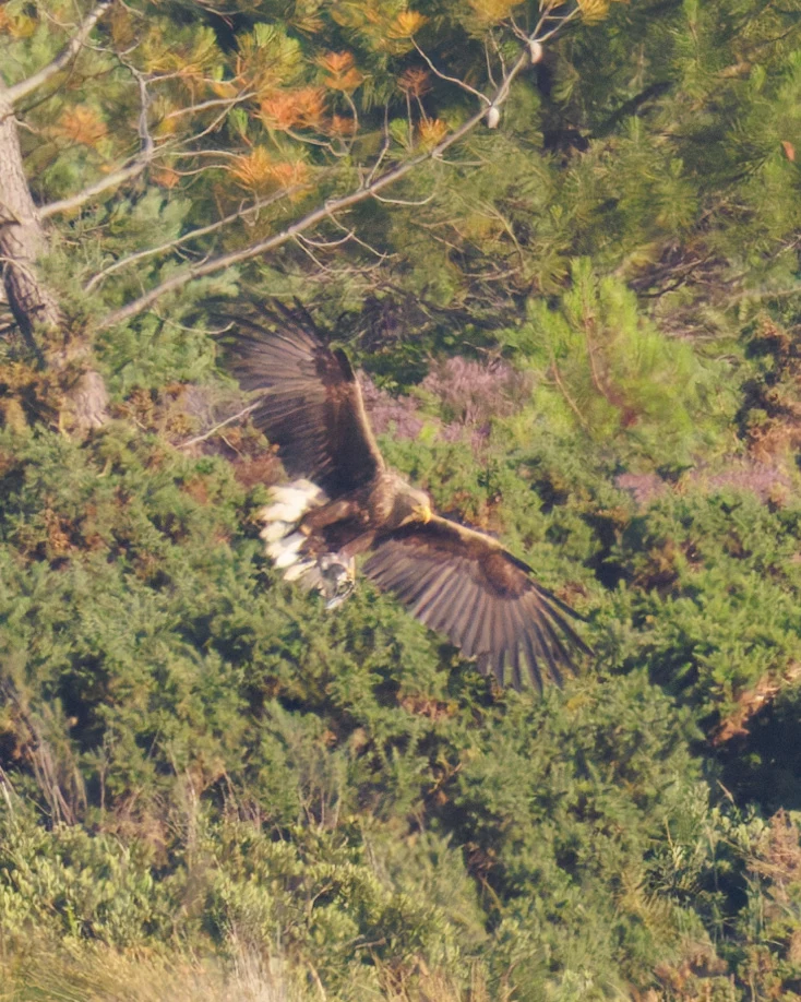 White-tailed Eagle, Poole Harbour, Poole, Dorset, UK — photo by Orlando Prugel-Bennett