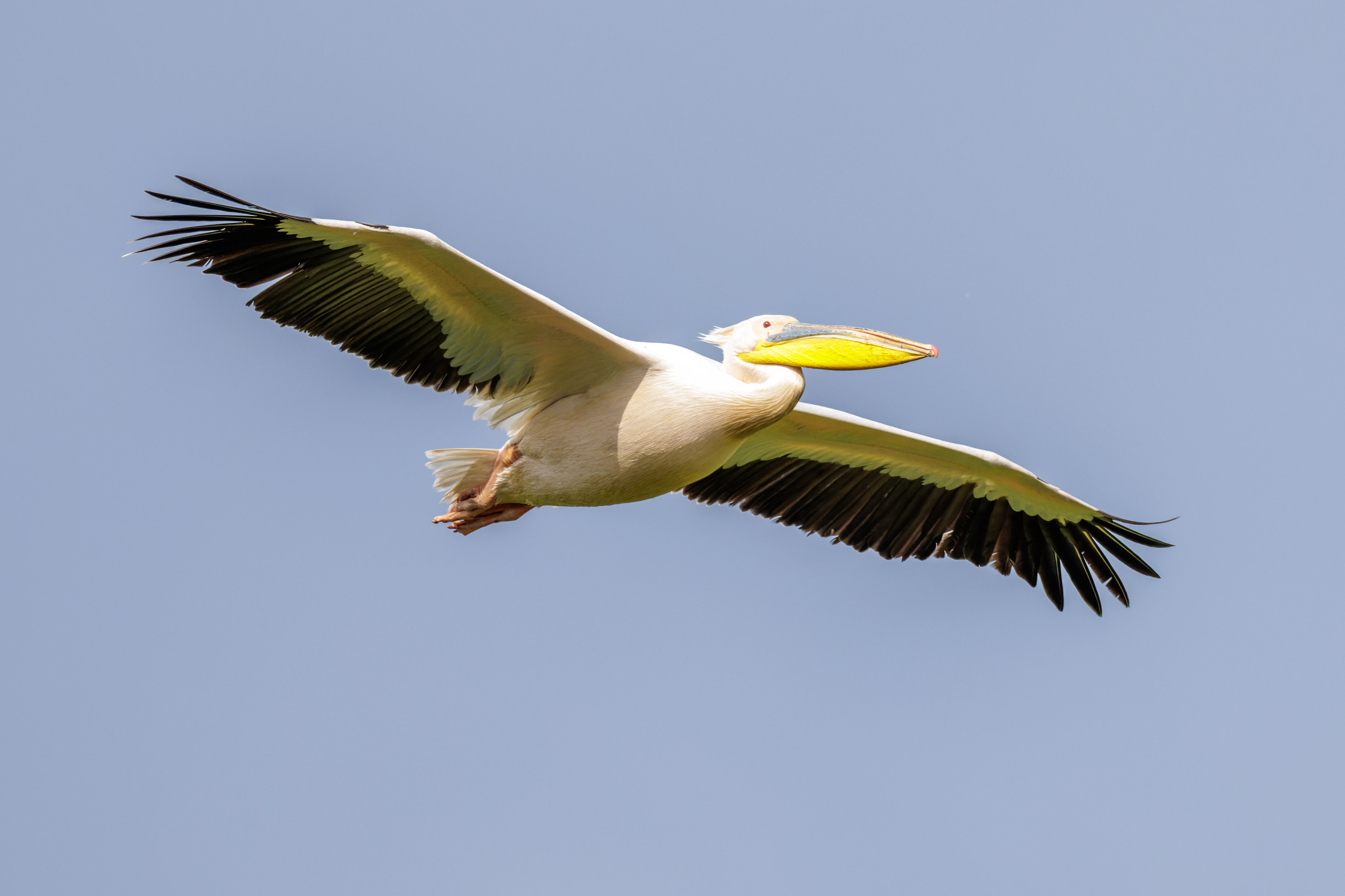 Great White Pelican, Danube Delta, Romania — photo by Orlando Prugel-Bennett