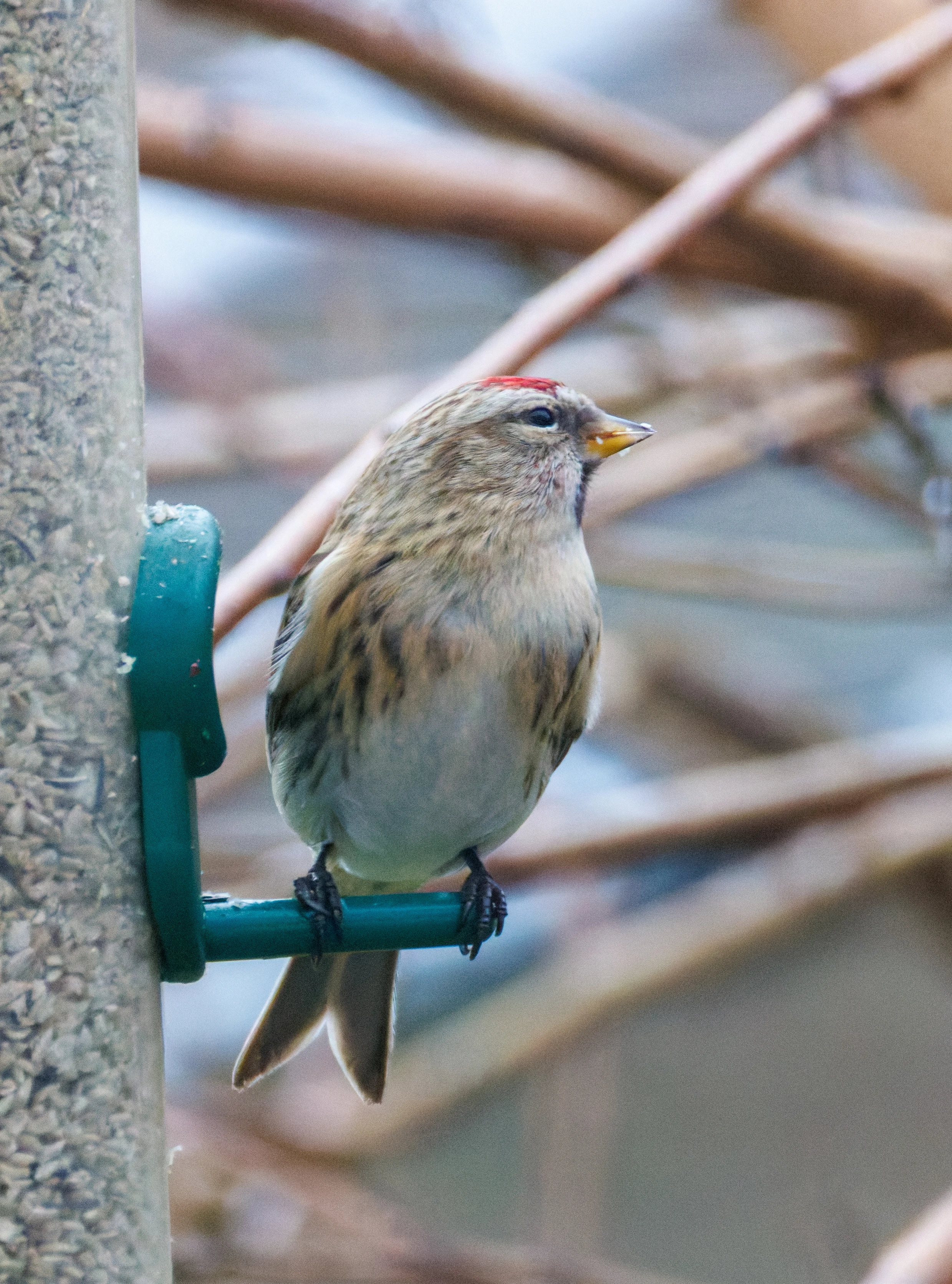Lesser Redpoll, Eling, Hampshire, UK — photo by Orlando Prugel-Bennett