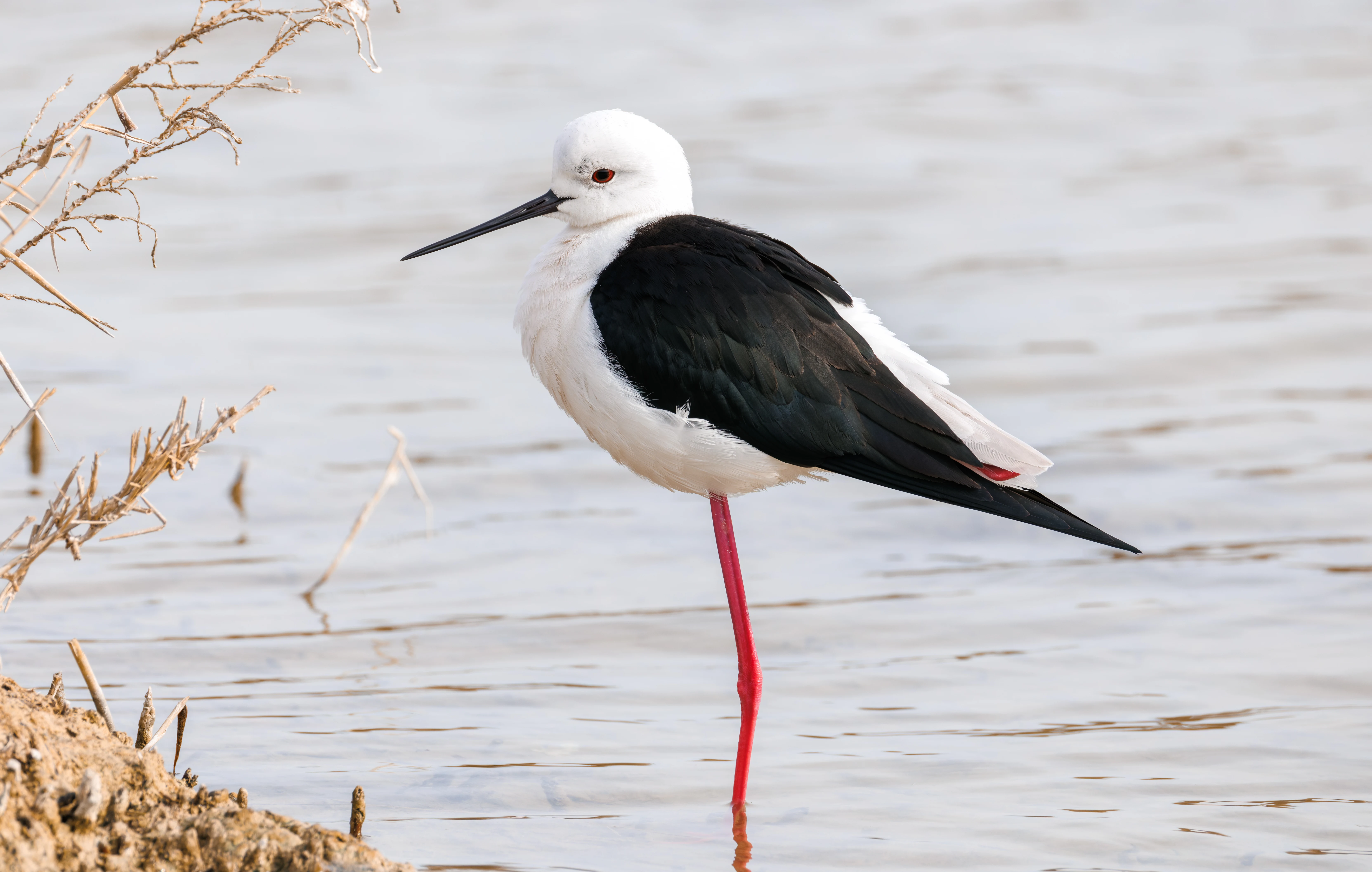 Black-winged Stilt, El Hondo, Spain — photo by Orlando Prugel-Bennett