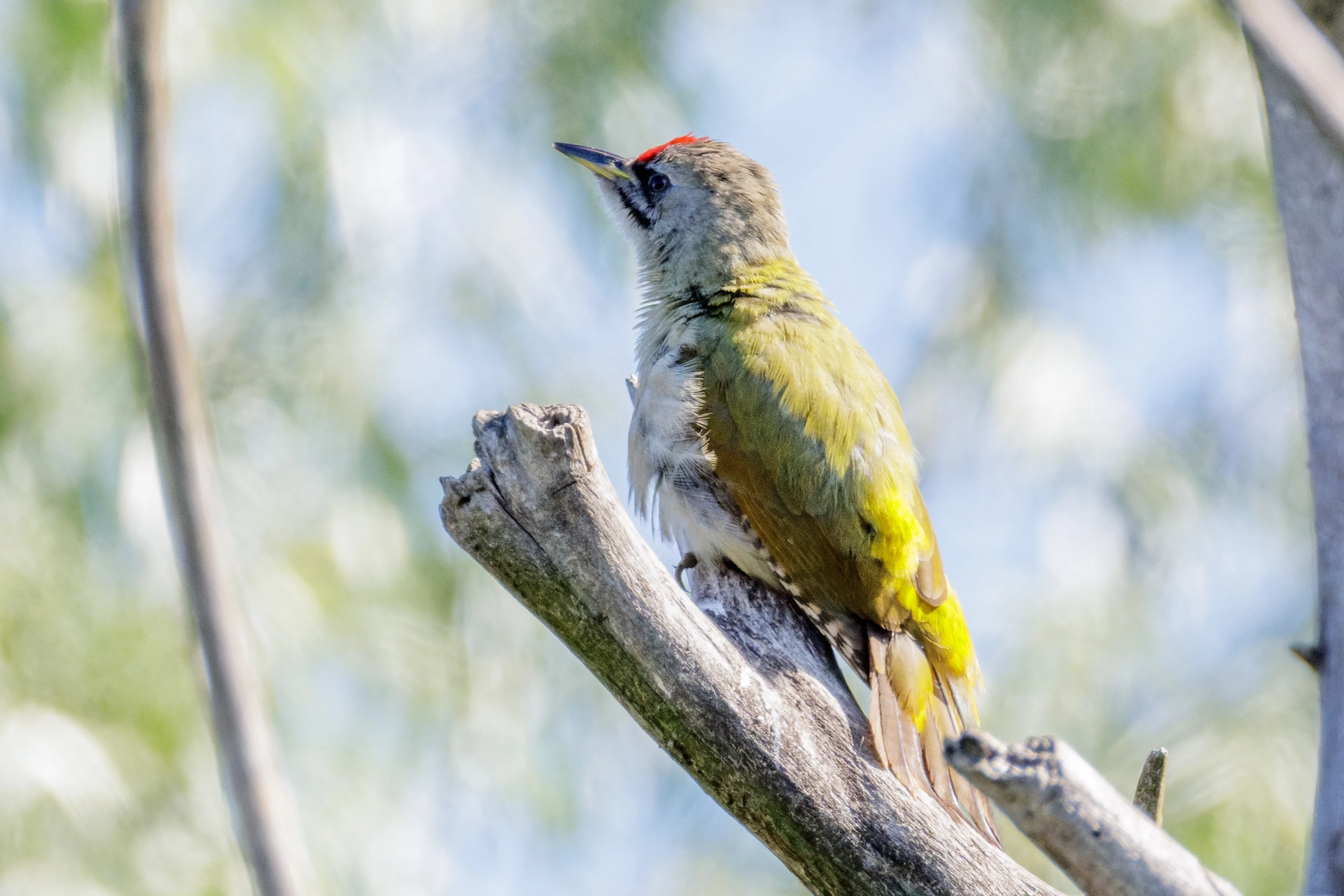 Grey-headed Woodpecker, Danube Delta, Romania — photo by Orlando Prugel-Bennett