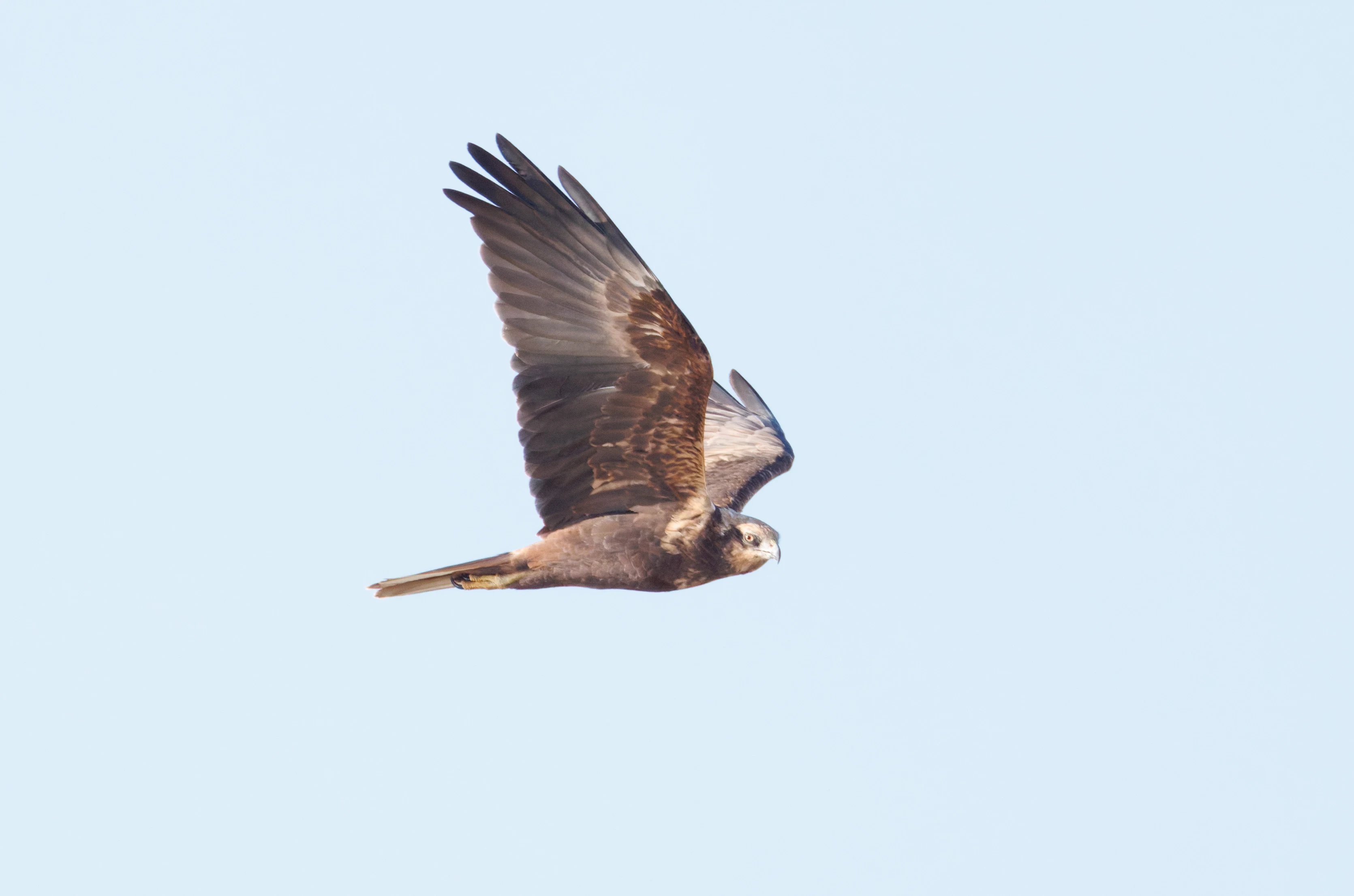 Western Marsh Harrier, El Hondo, Alicante, Spain — photo by Orlando Prugel-Bennett