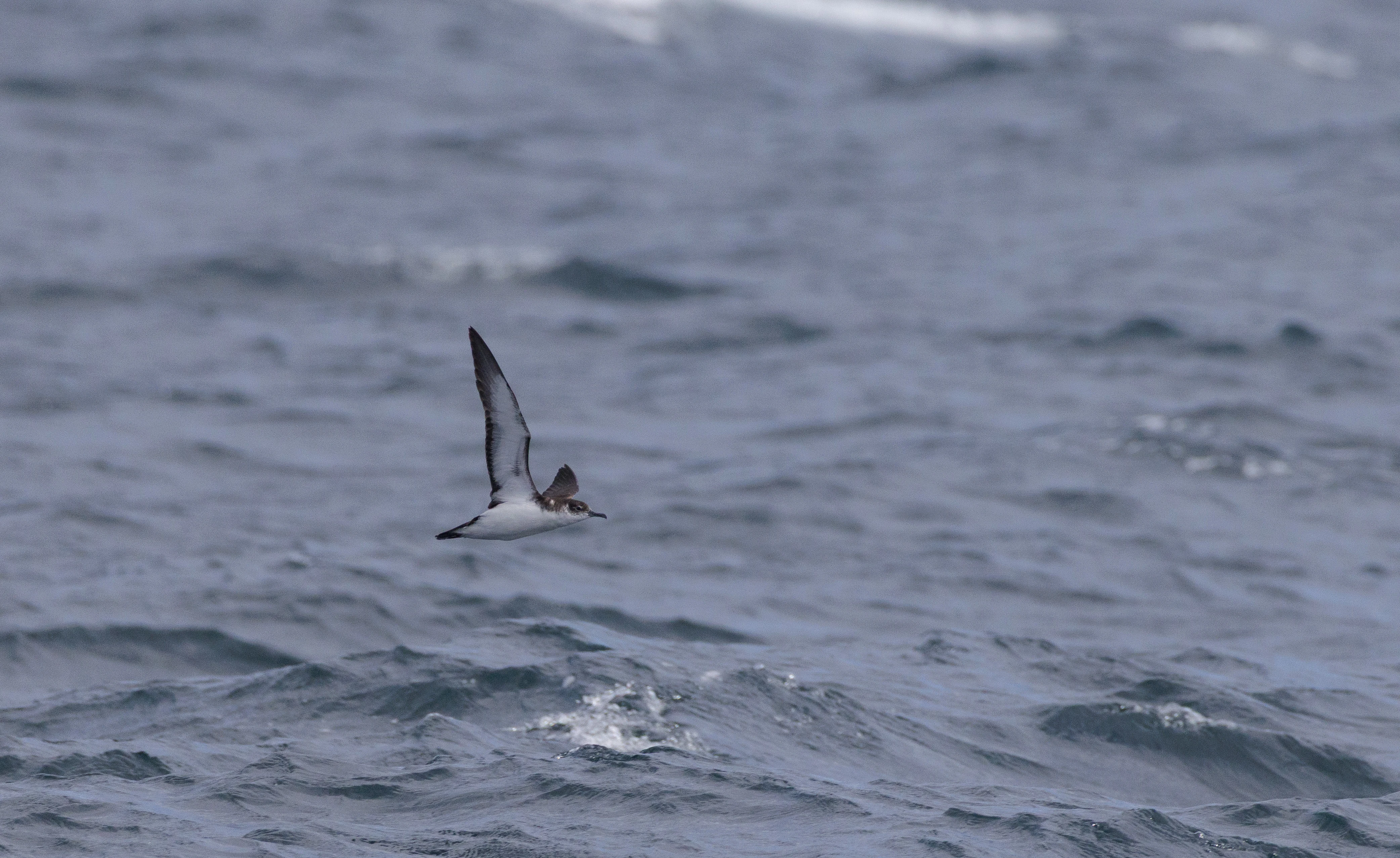 Manx Shearwater, Cornwall, UK — photo by Orlando Prugel-Bennett