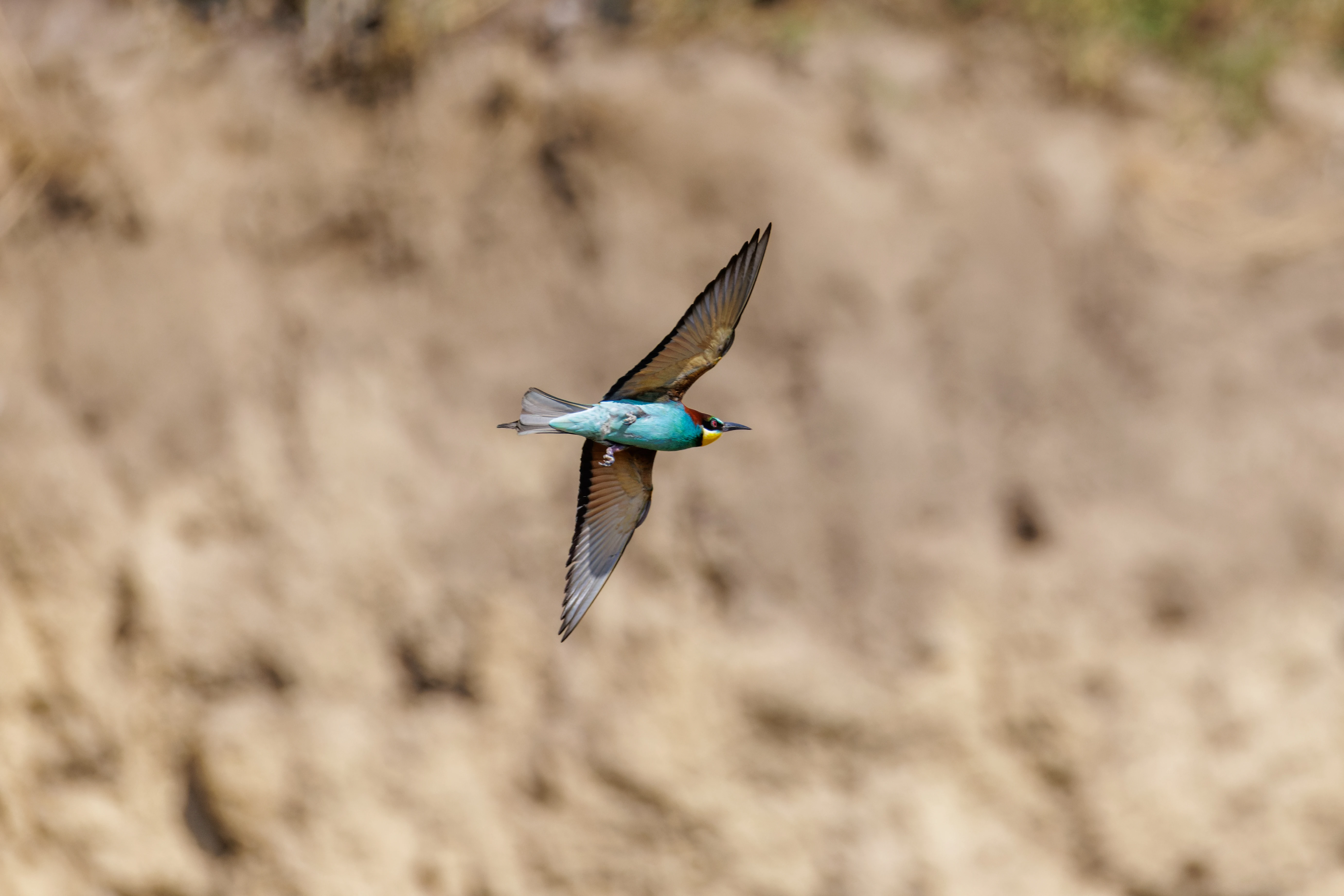 European Bee-eater, Romanian Steppe, Romania — photo by Orlando Prugel-Bennett