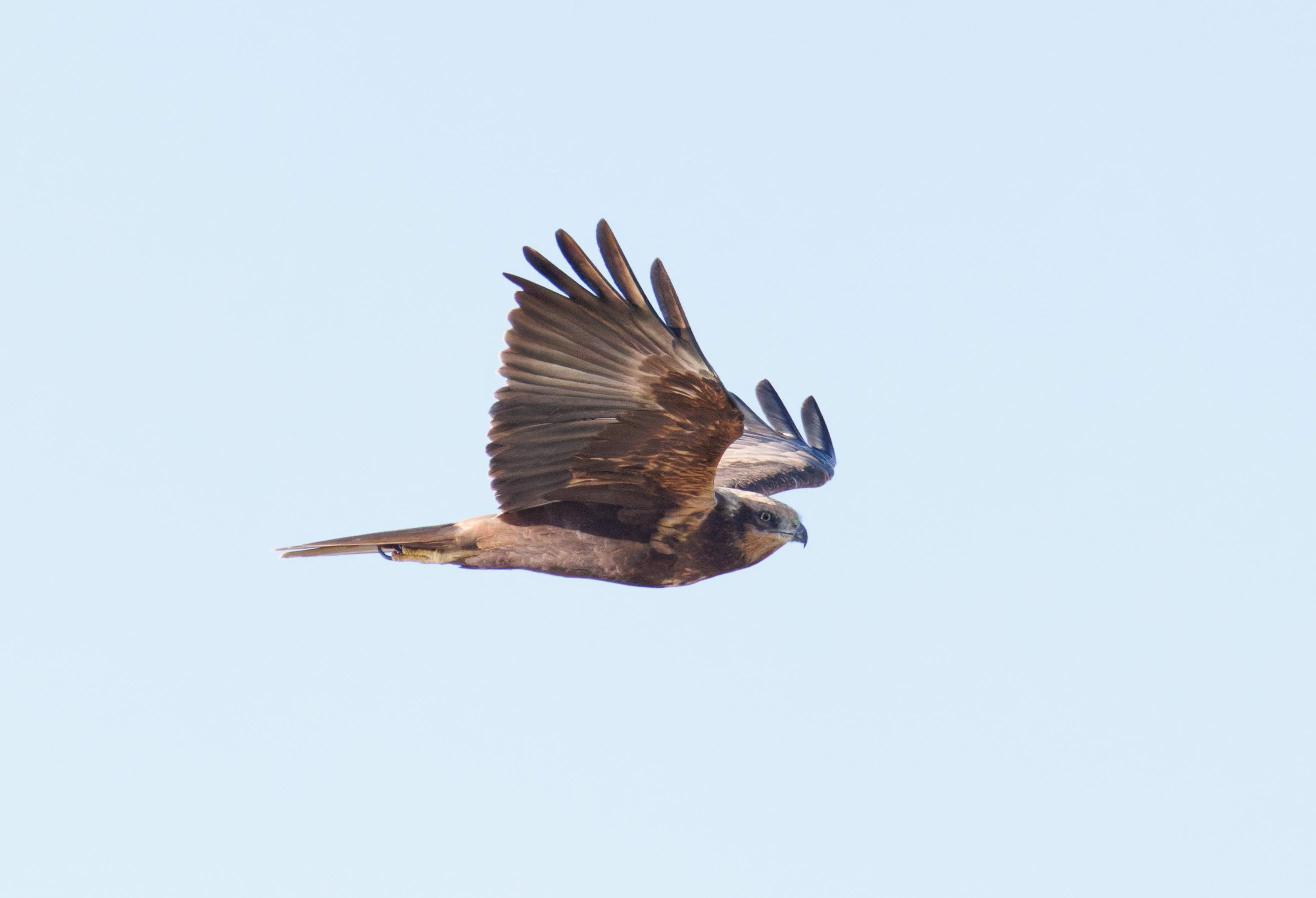 Western Marsh Harrier, El Hondo, Alicante, Spain — photo by Orlando Prugel-Bennett