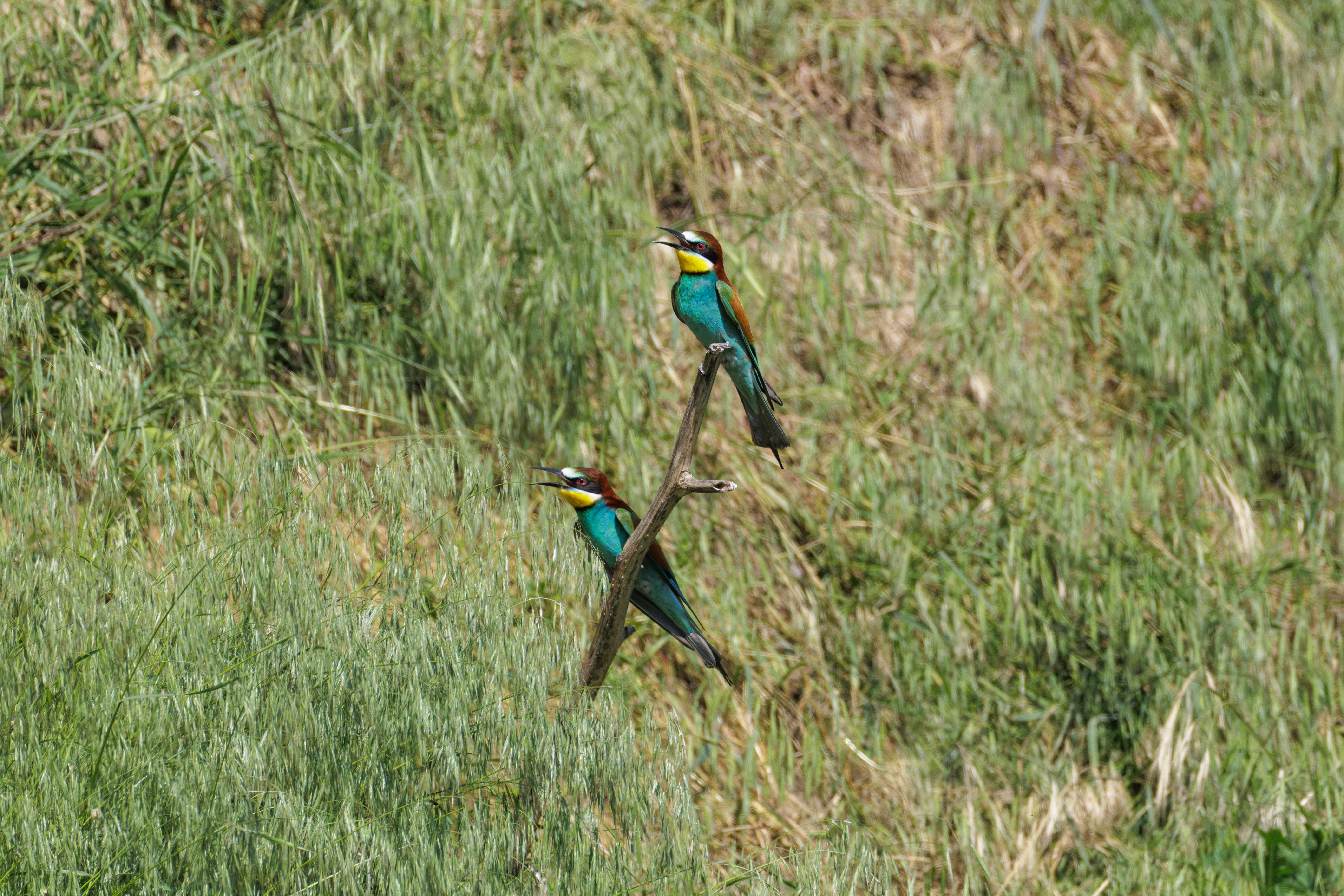 European Bee-eaters, Romanian Steppe, Romania — photo by Orlando Prugel-Bennett
