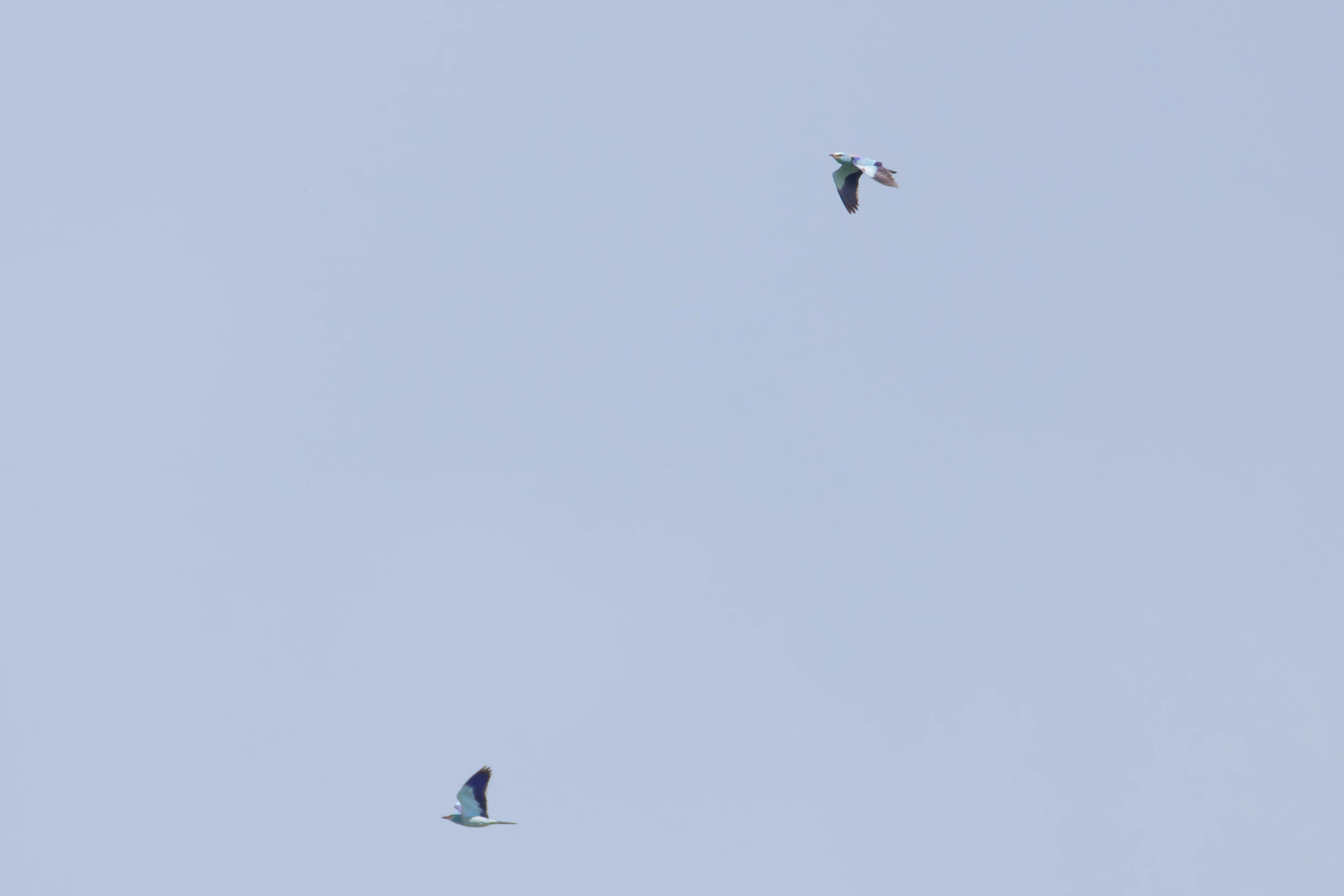 European Rollers in flight, Romania — photo by Orlando Prugel-Bennett