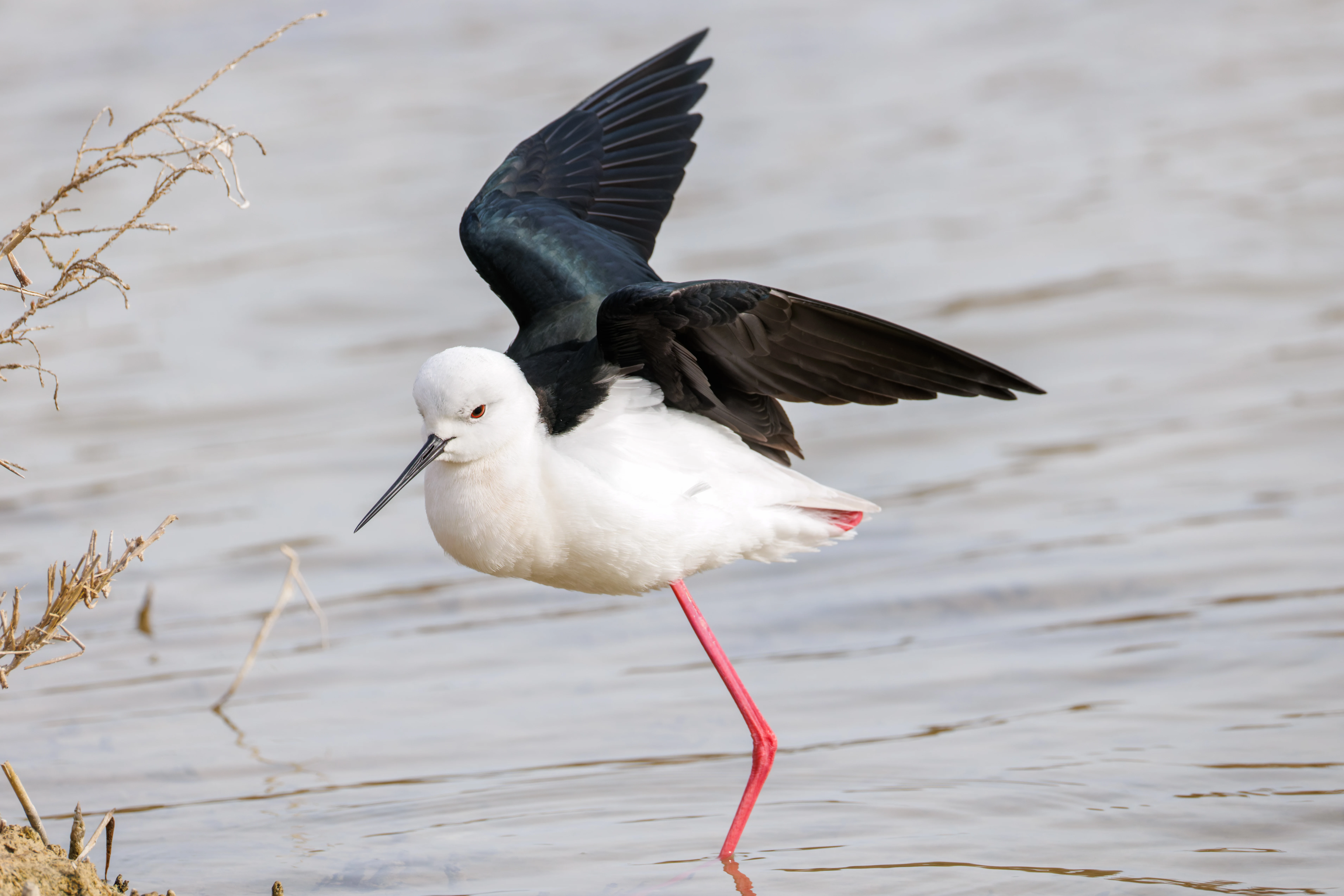 Black-winged Stilt, El Hondo, Spain — photo by Orlando Prugel-Bennett