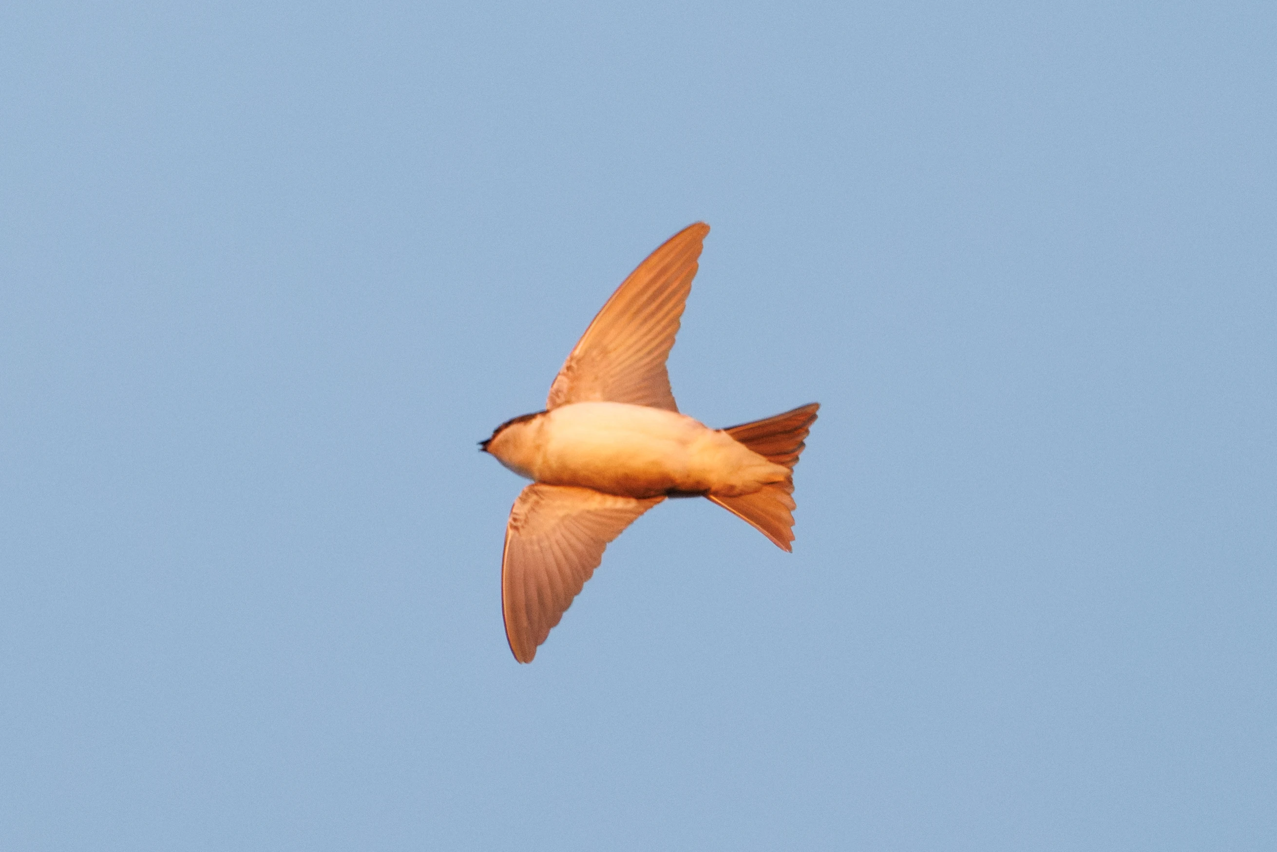 Sand Martin, Eling, Hampshire, UK — photo by Orlando Prugel-Bennett