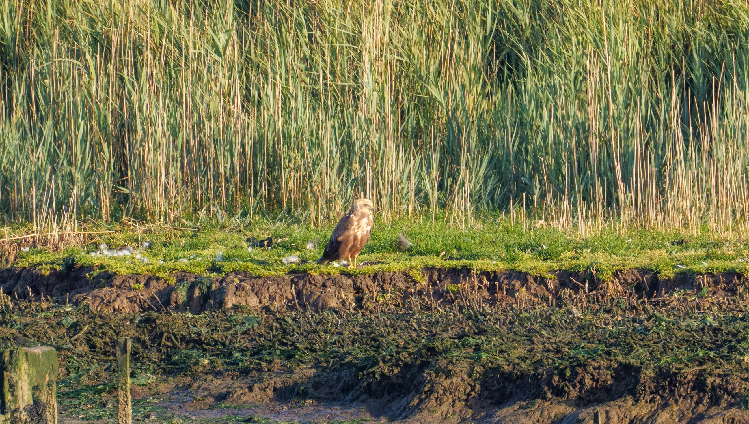 Western Marsh Harrier, Poole Harbour, Poole, Dorset, UK — photo by Orlando Prugel-Bennett