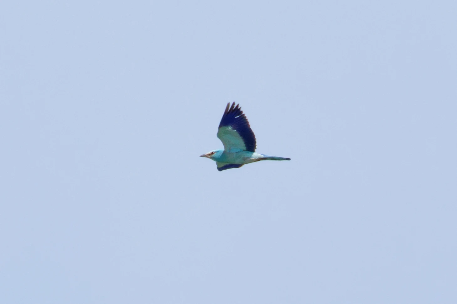 European Roller in flight, Romania — photo by Orlando Prugel-Bennett