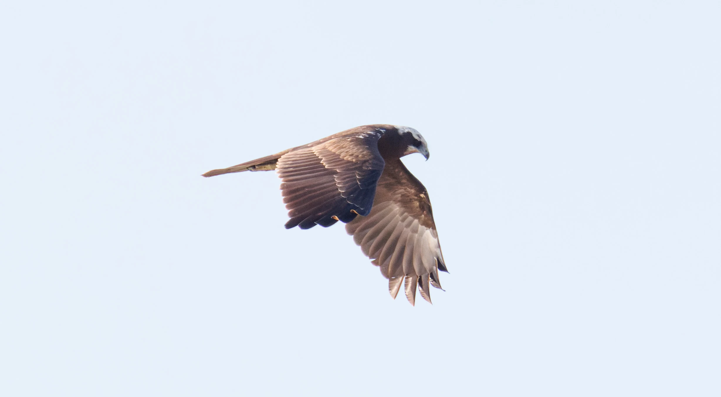 Western Marsh Harrier, El Hondo, Alicante, Spain — photo by Orlando Prugel-Bennett