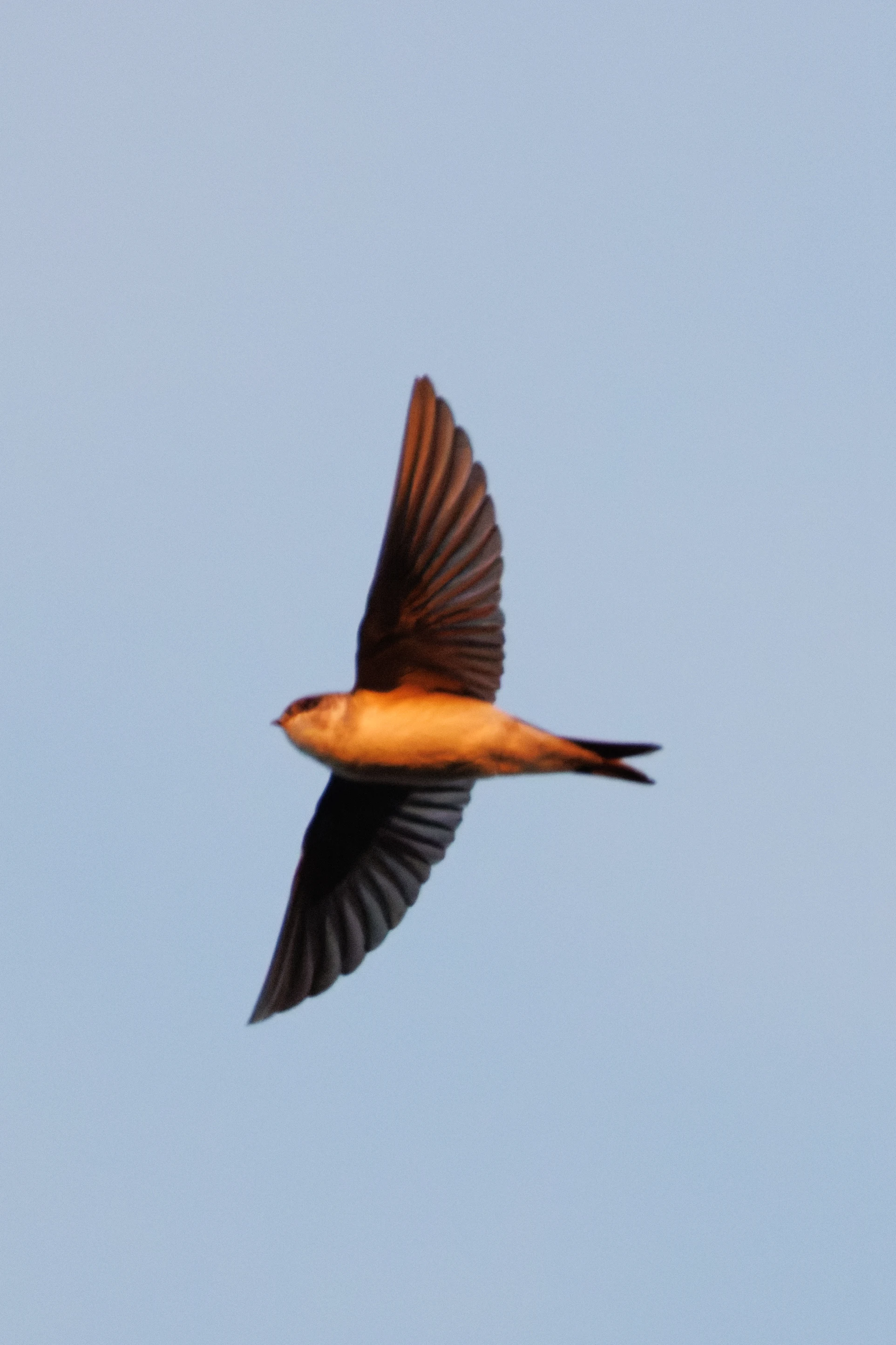 Sand Martin, Eling, Hampshire, UK — photo by Orlando Prugel-Bennett