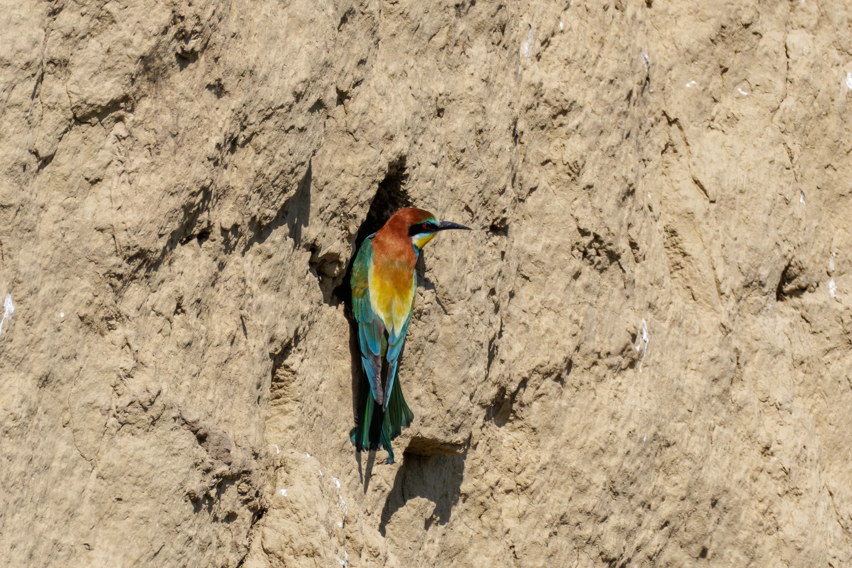 European Bee-eater, Romanian Steppe, Romania — photo by Orlando Prugel-Bennett
