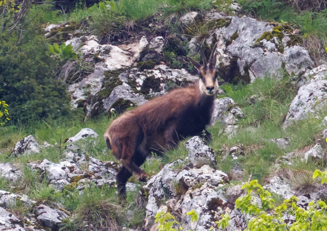 Chamois, Transylvania, Romania — photo by Orlando Prugel-Bennett