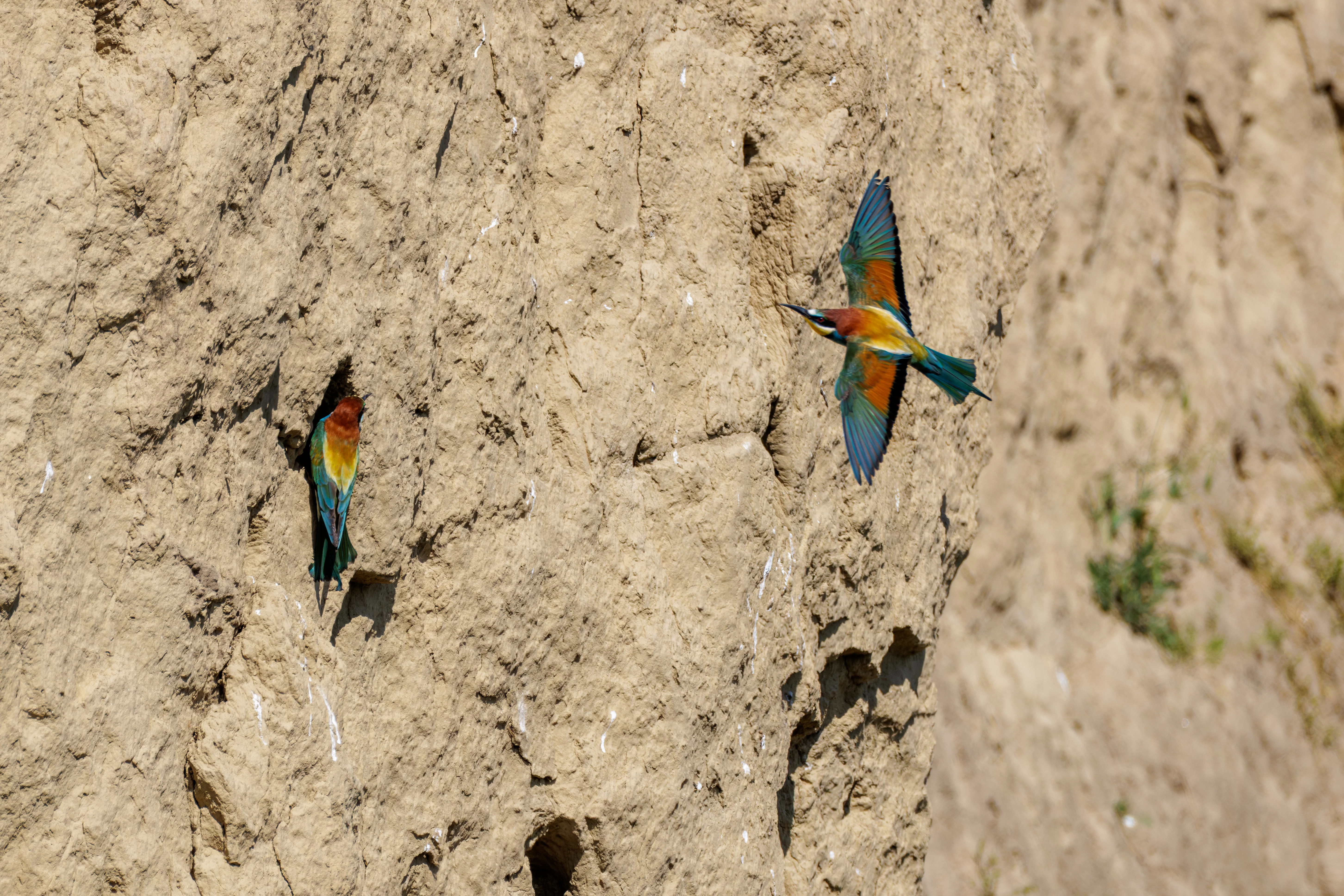 European Bee-eaters on cliff face, Romanian Steppe, Romania — photo by Orlando Prugel-Bennett