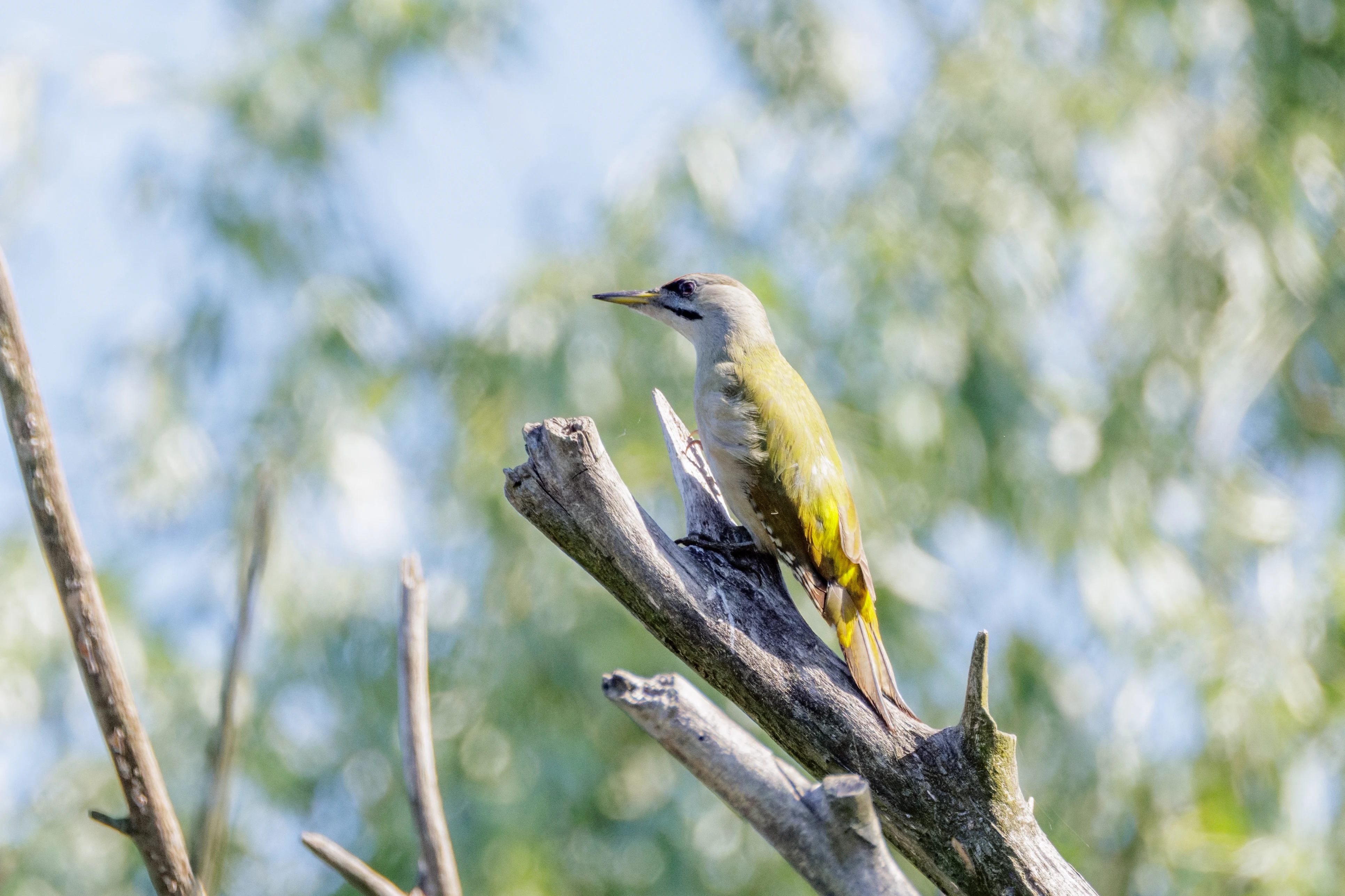 Grey-headed Woodpecker, Danube Delta, Romania — photo by Orlando Prugel-Bennett