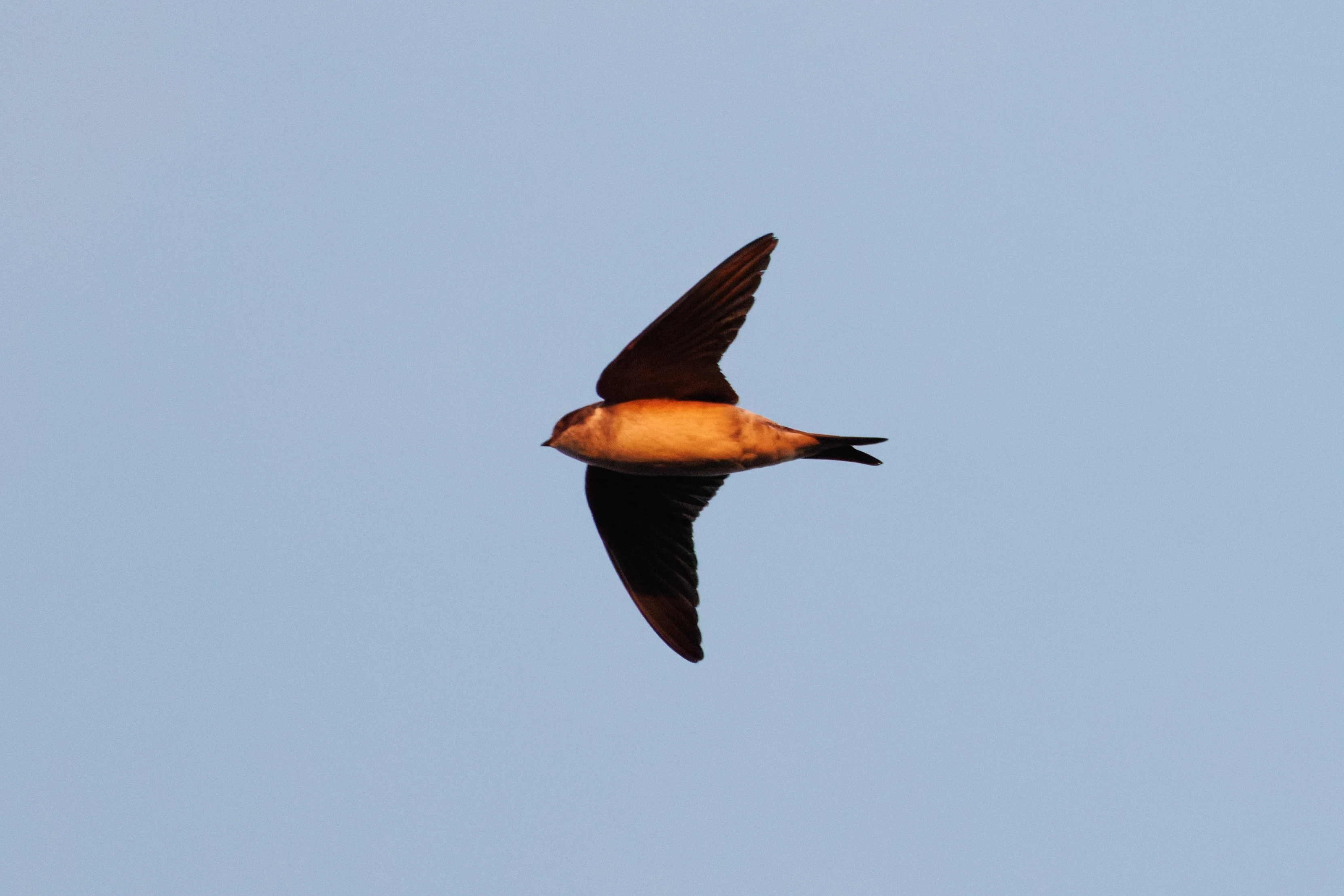 Sand Martin, Eling, Hampshire, UK — photo by Orlando Prugel-Bennett