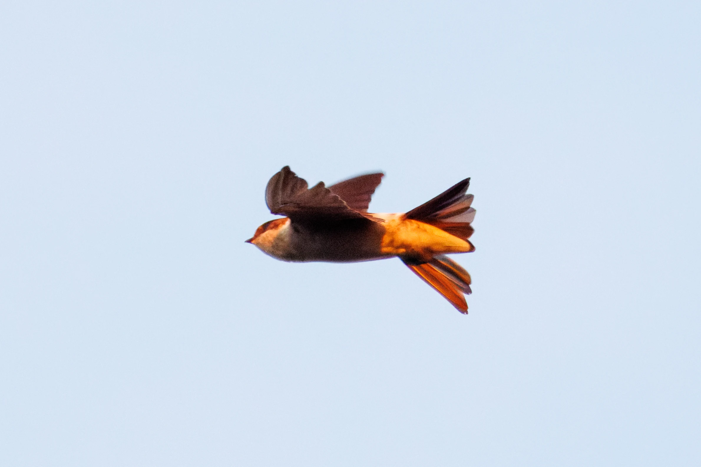 Sand Martin, Eling, Hampshire, UK — photo by Orlando Prugel-Bennett