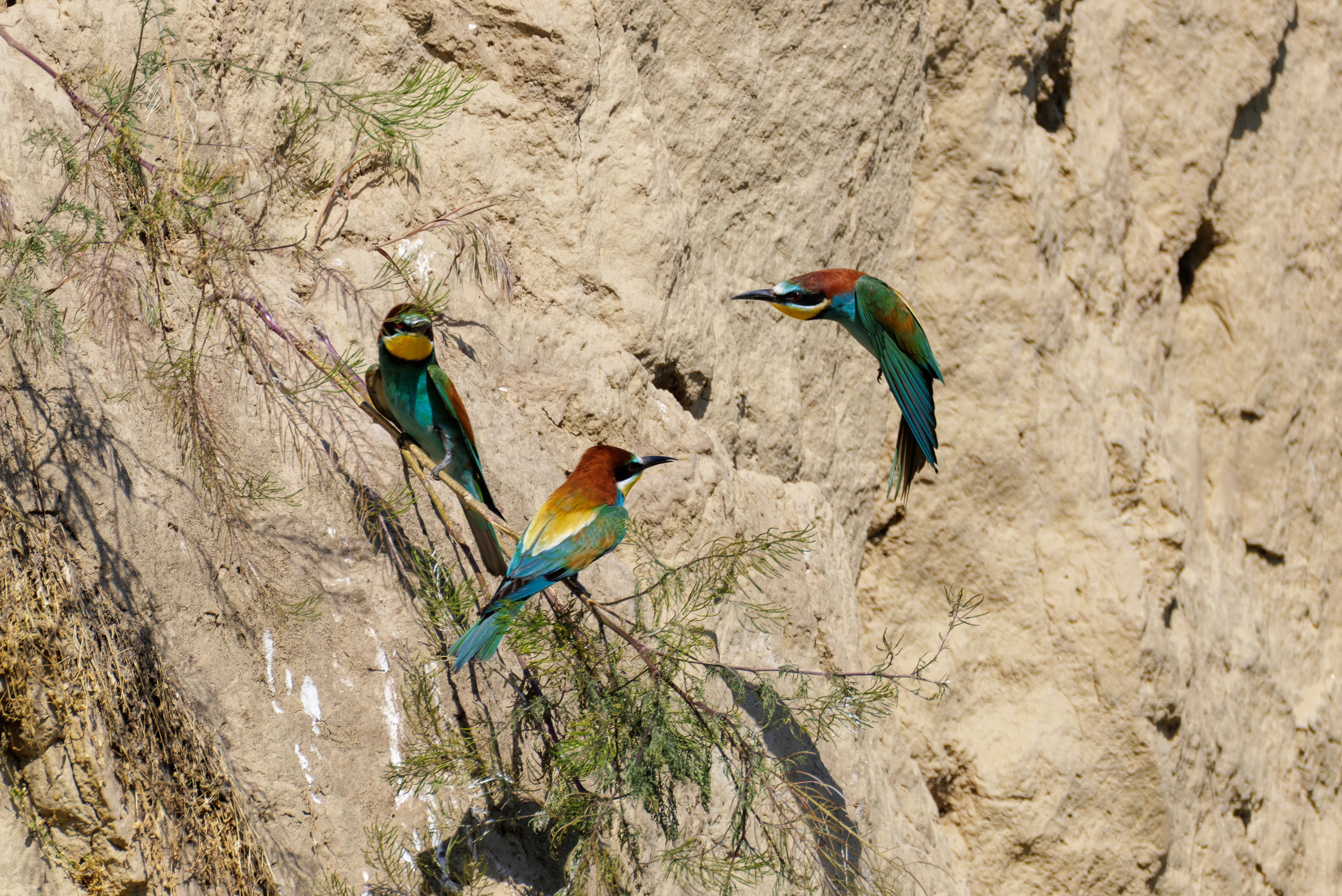 European Bee-eaters, Romanian Steppe, Romania — photo by Orlando Prugel-Bennett