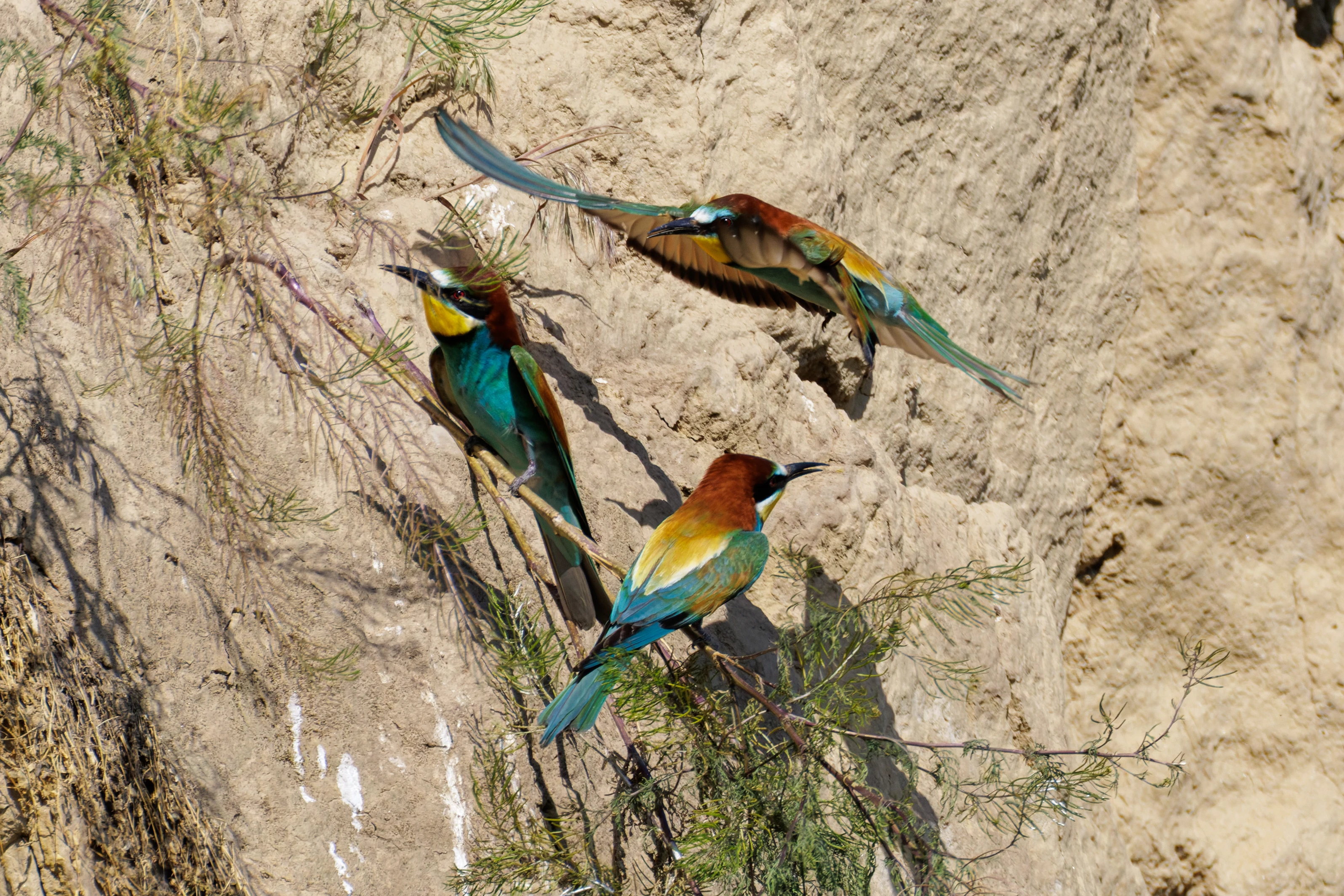 European Bee-eaters, Romanian Steppe, Romania — photo by Orlando Prugel-Bennett
