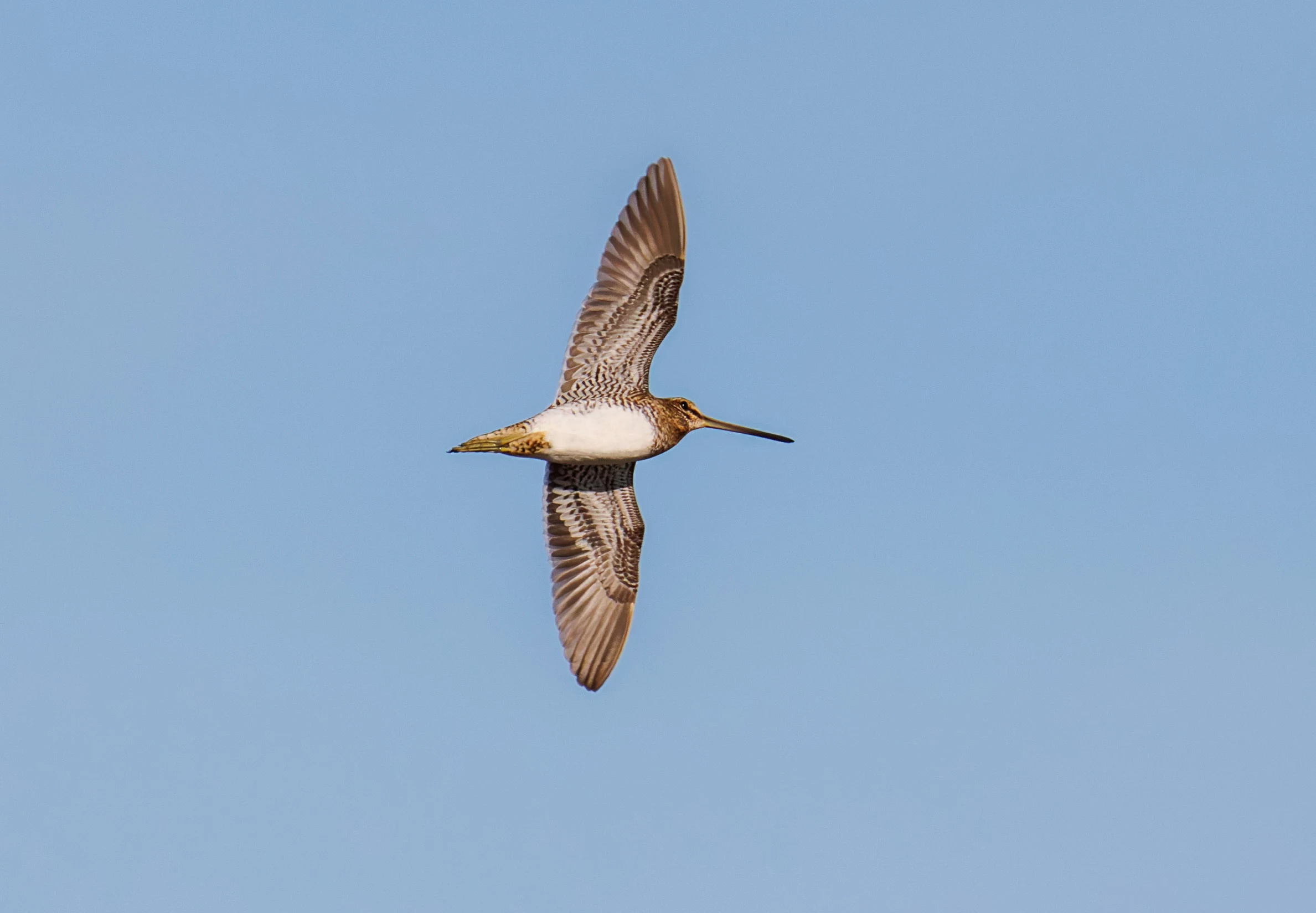 Snipe, El Hondo, Alicante, Spain — photo by Orlando Prugel-Bennett