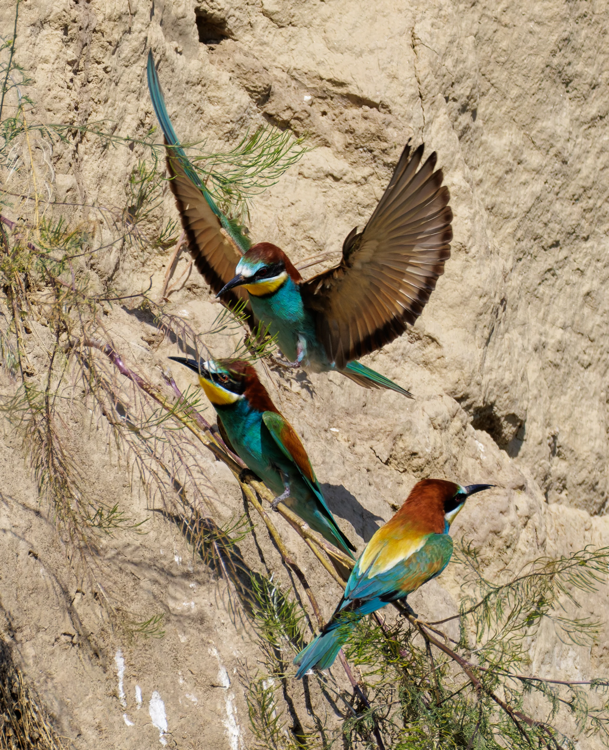 European Bee-eaters, Romanian Steppe, Romania — photo by Orlando Prugel-Bennett