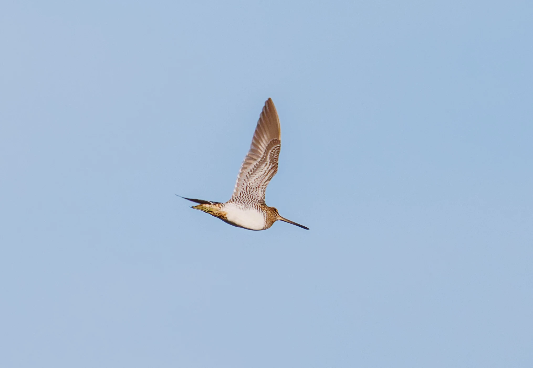 Snipe, El Hondo, Alicante, Spain — photo by Orlando Prugel-Bennett
