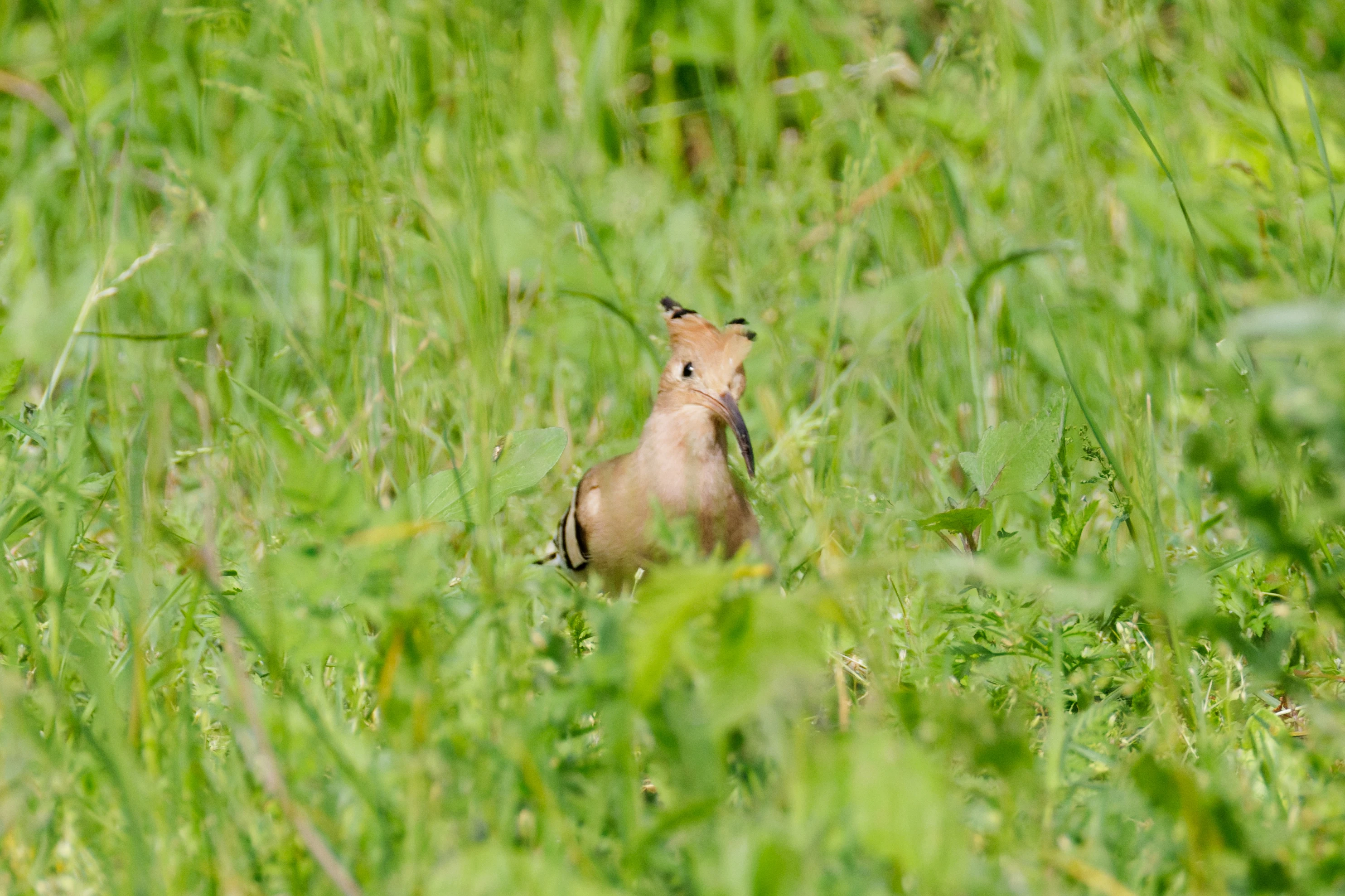 Eurasian Hoopoe, Danube Delta, Romania — photo by Orlando Prugel-Bennett