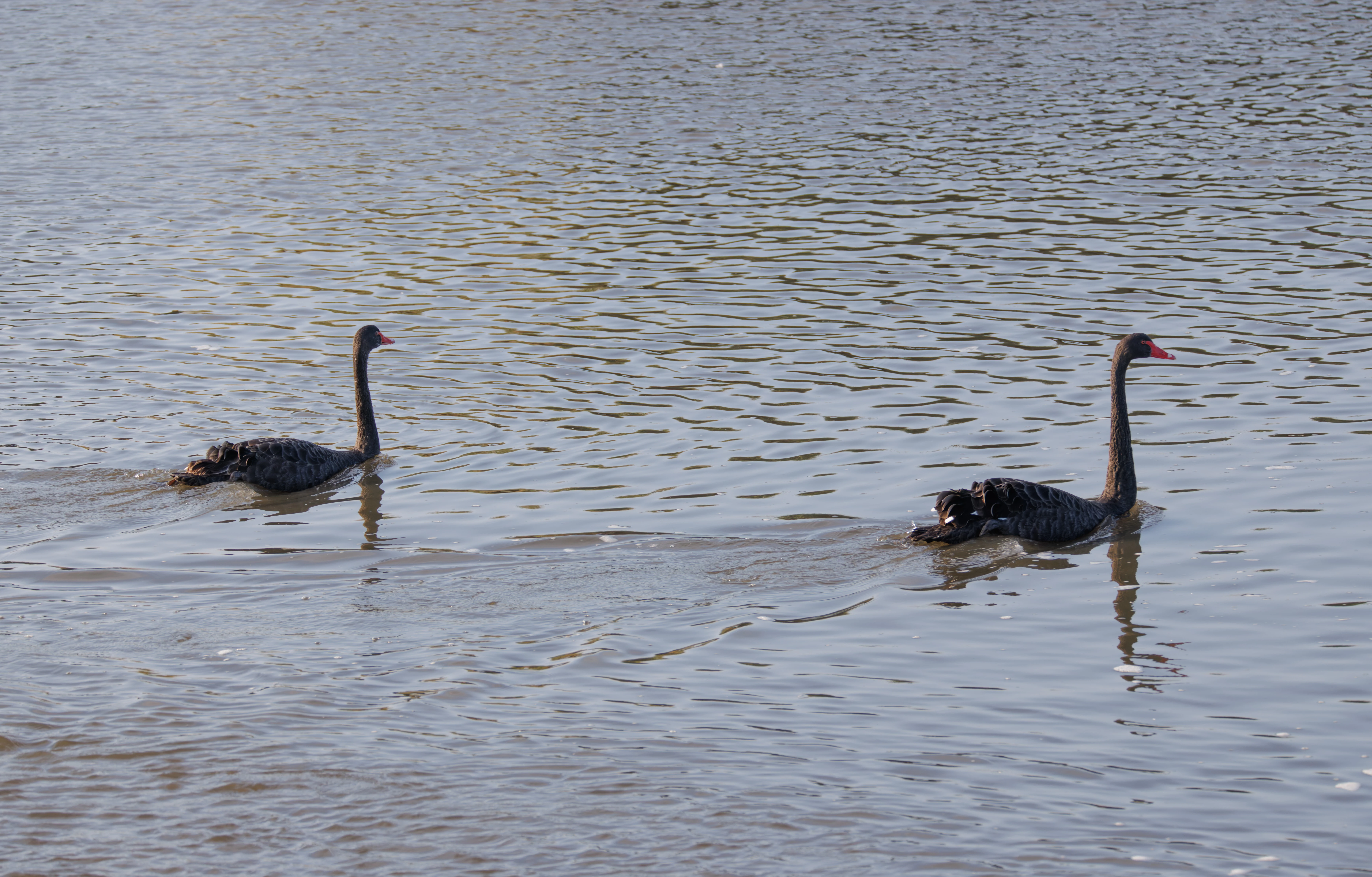 Black Swans (escaped), Poole Harbour, Poole, Dorset, UK — photo by Orlando Prugel-Bennett