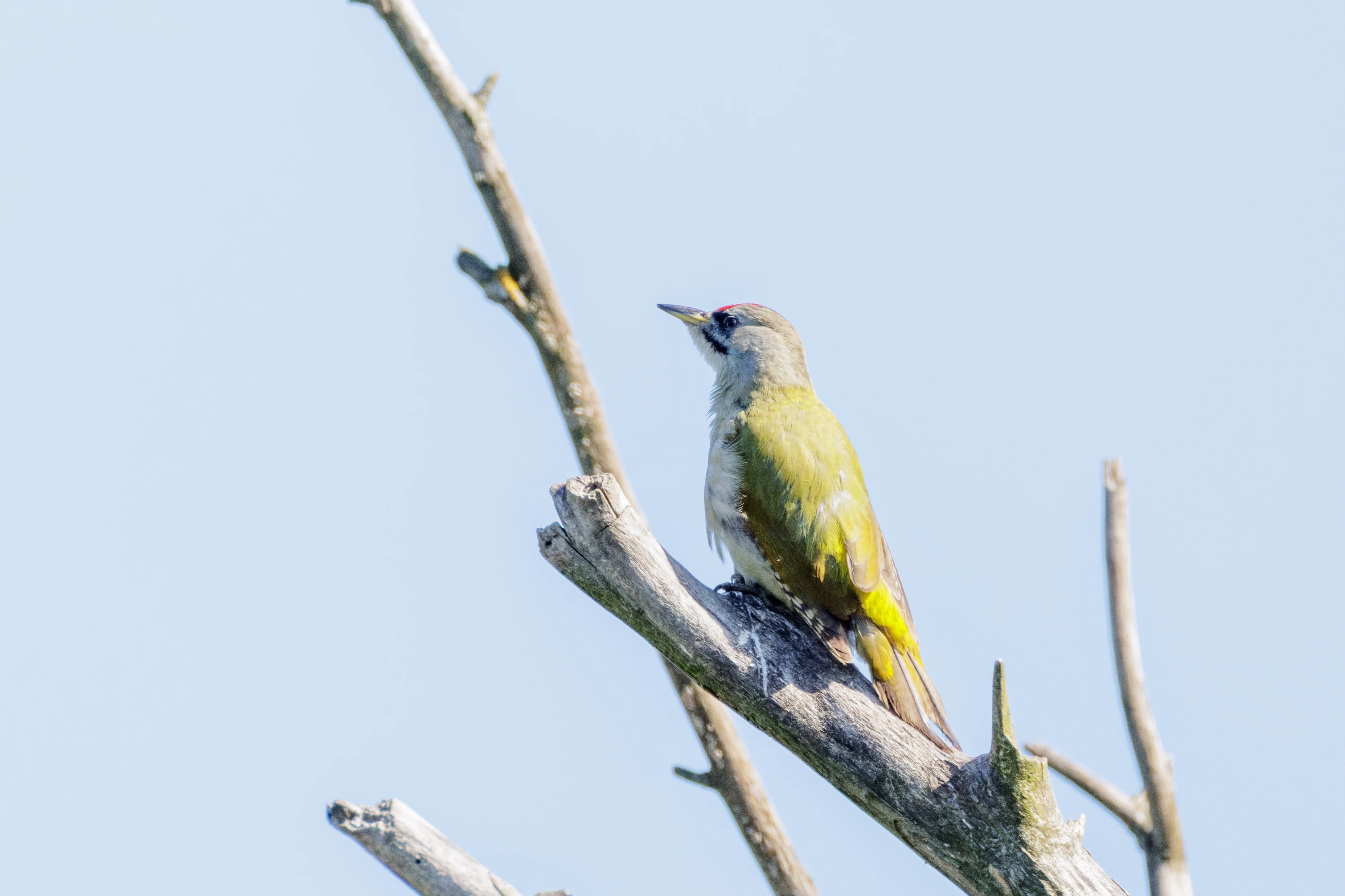 Grey-headed Woodpecker, Danube Delta, Romania — photo by Orlando Prugel-Bennett