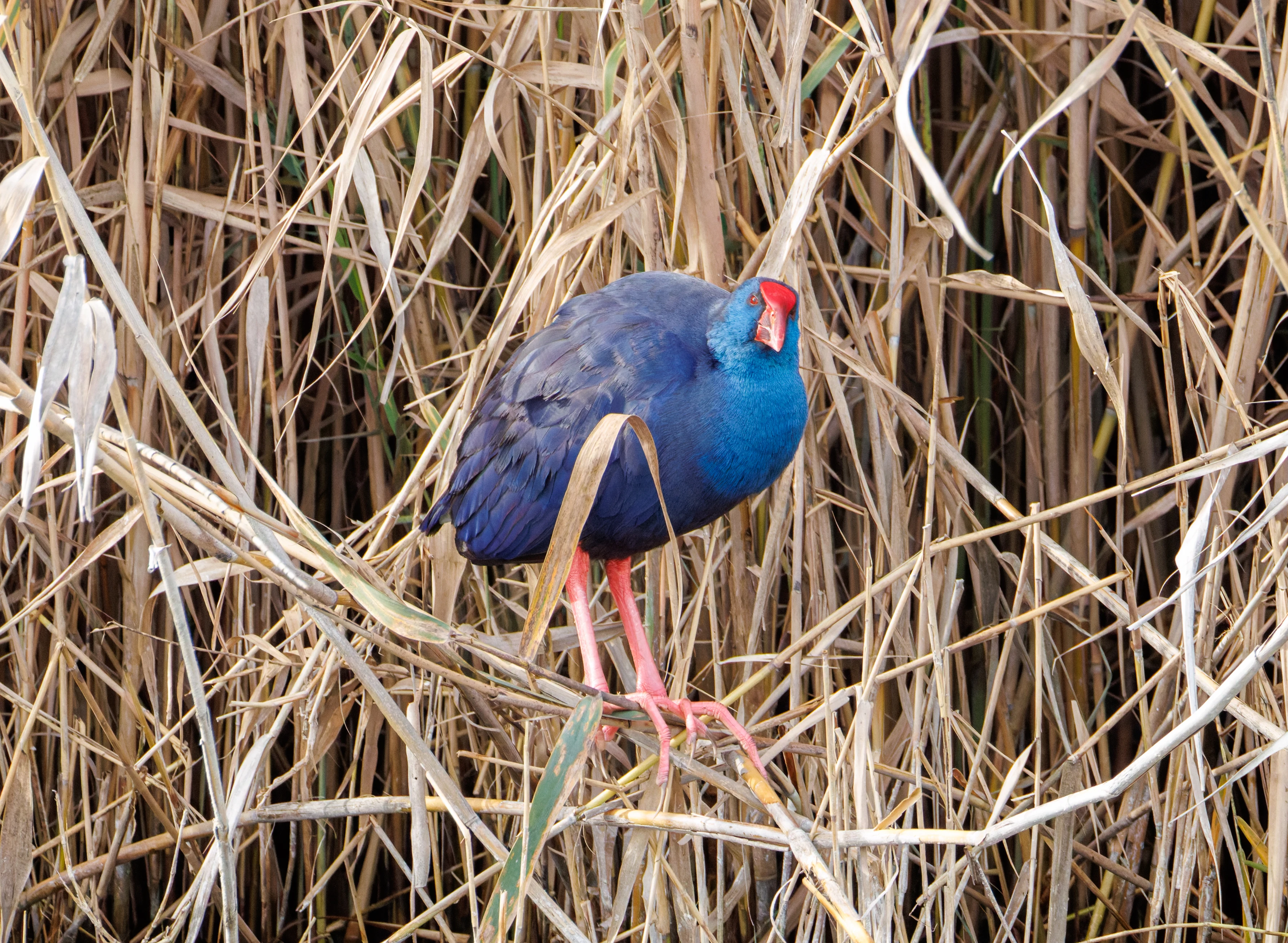 Western Swamphen, El Hondo, Spain — photo by Orlando Prugel-Bennett