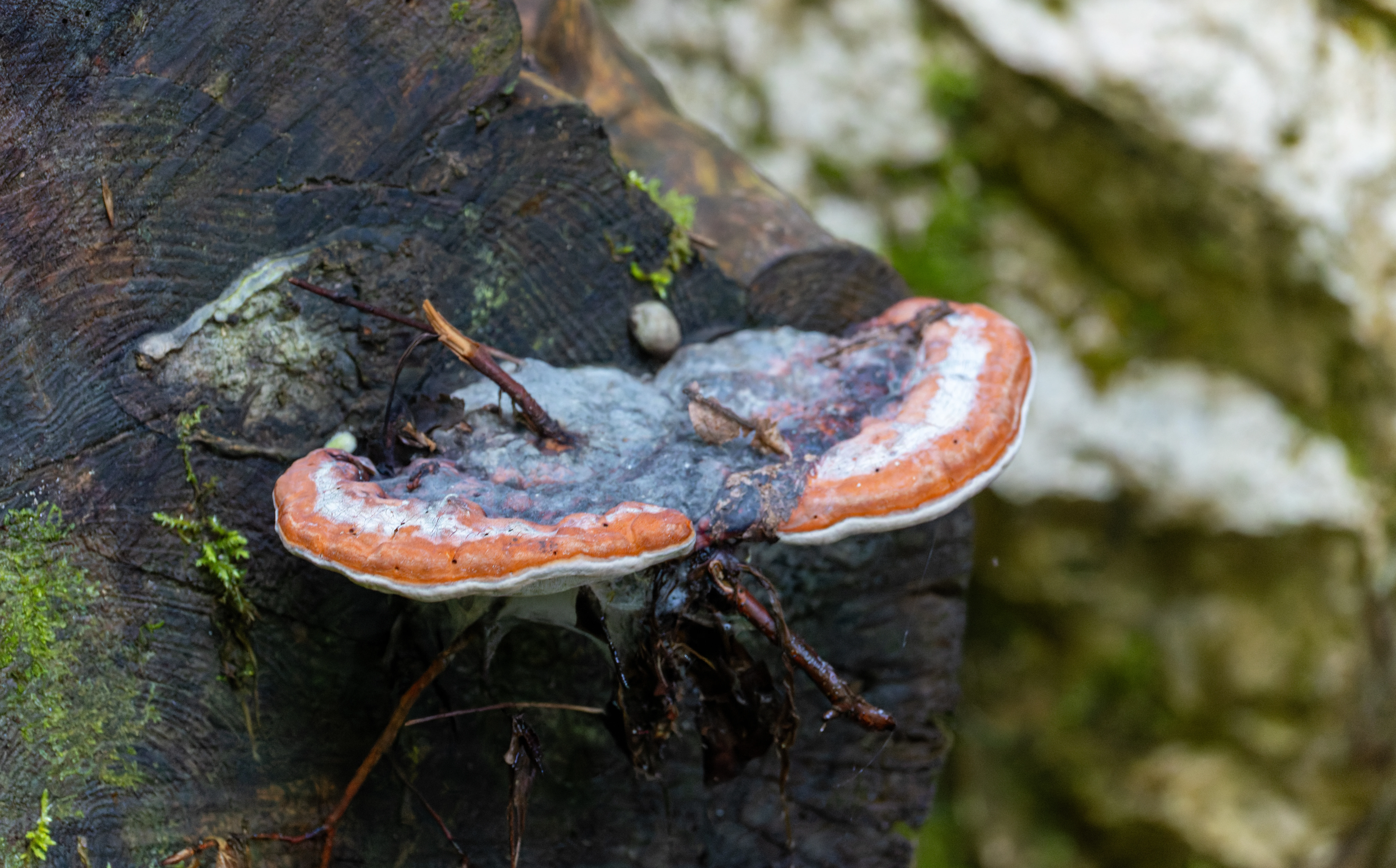 Ganoderma applanatum bracket fungus, Transylvania, Romania — photo by Orlando Prugel-Bennett
