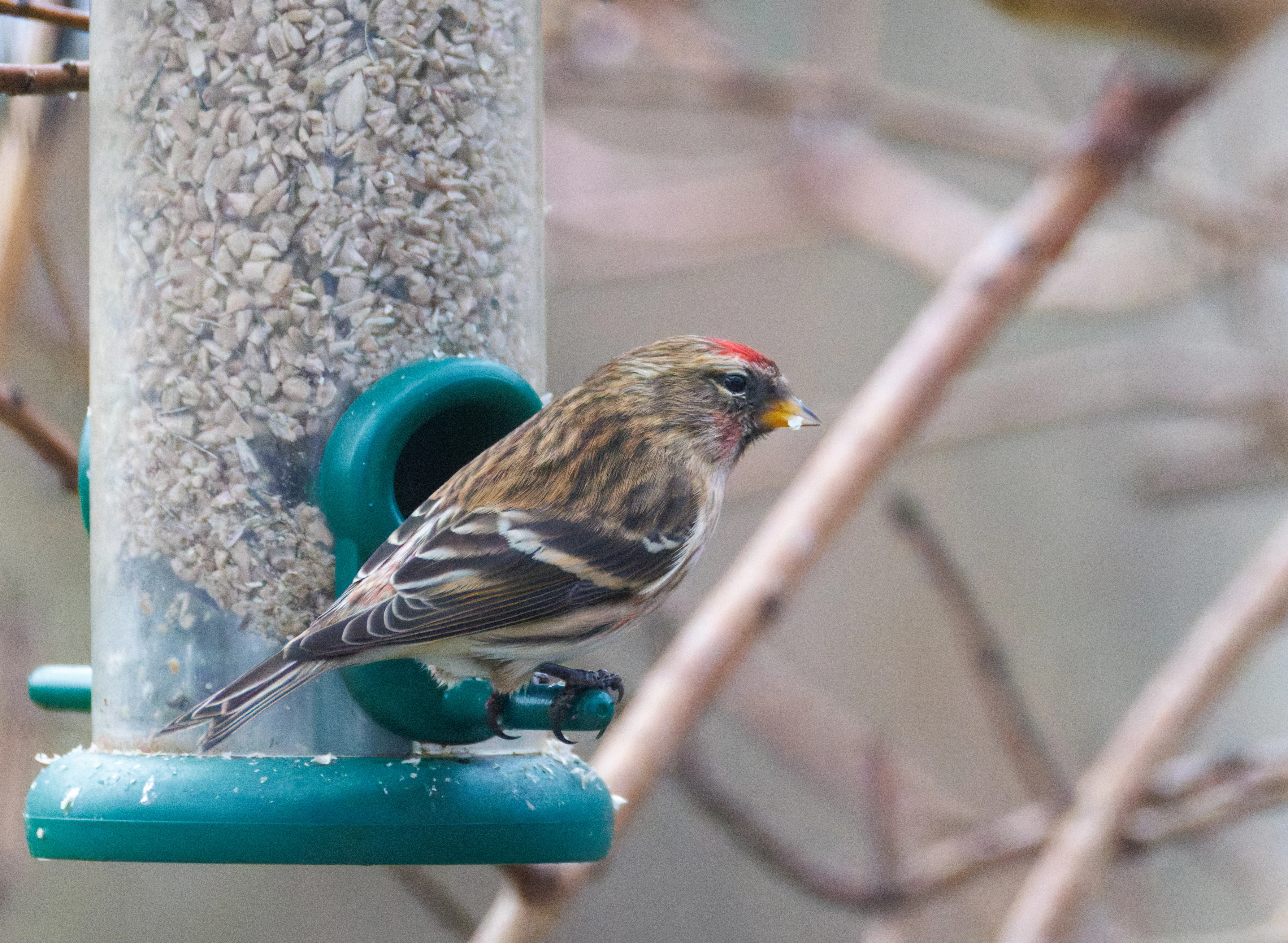 Lesser Redpoll, Eling, Hampshire, UK — photo by Orlando Prugel-Bennett
