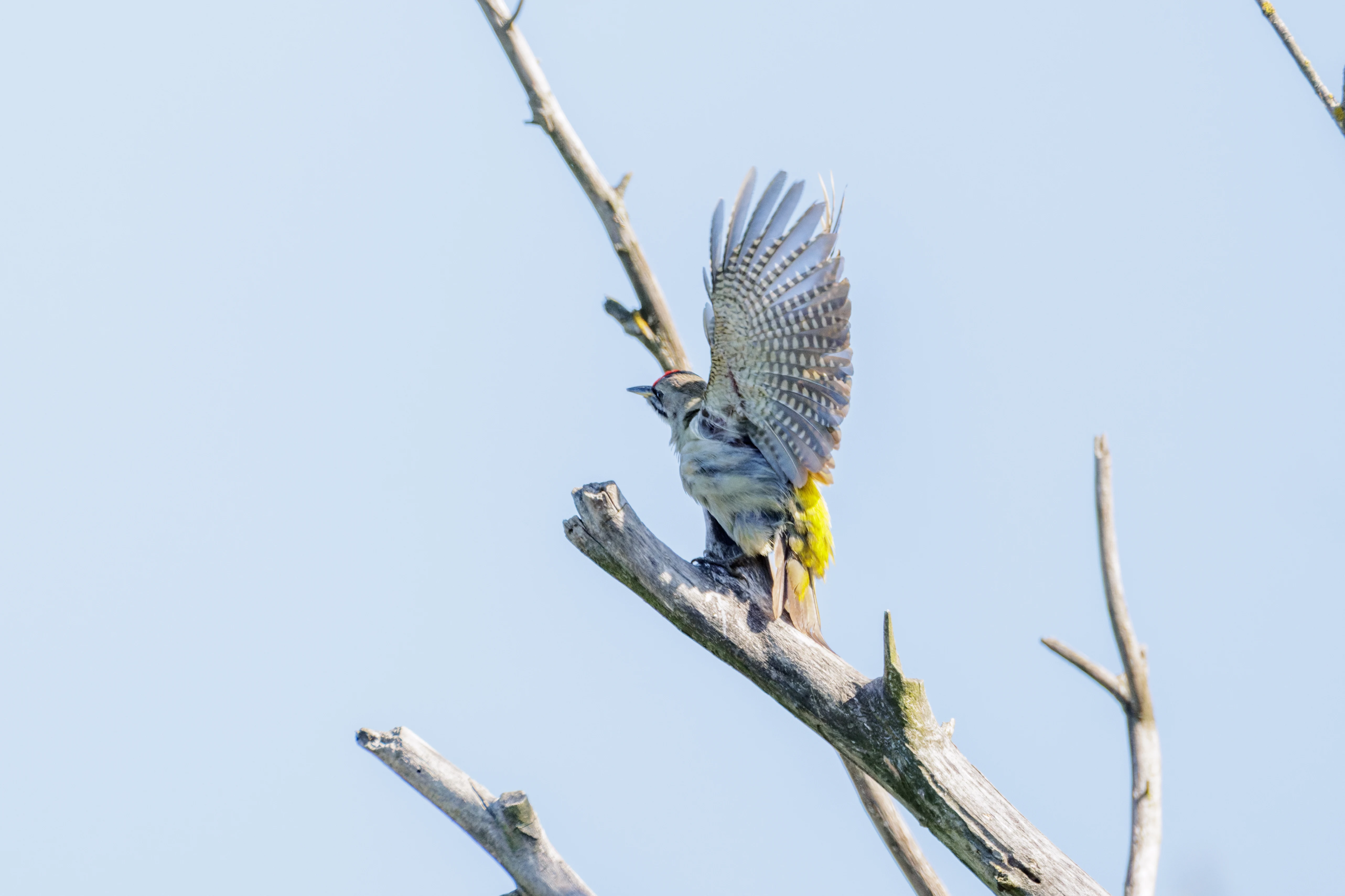 Grey-headed Woodpecker, Danube Delta, Romania — photo by Orlando Prugel-Bennett