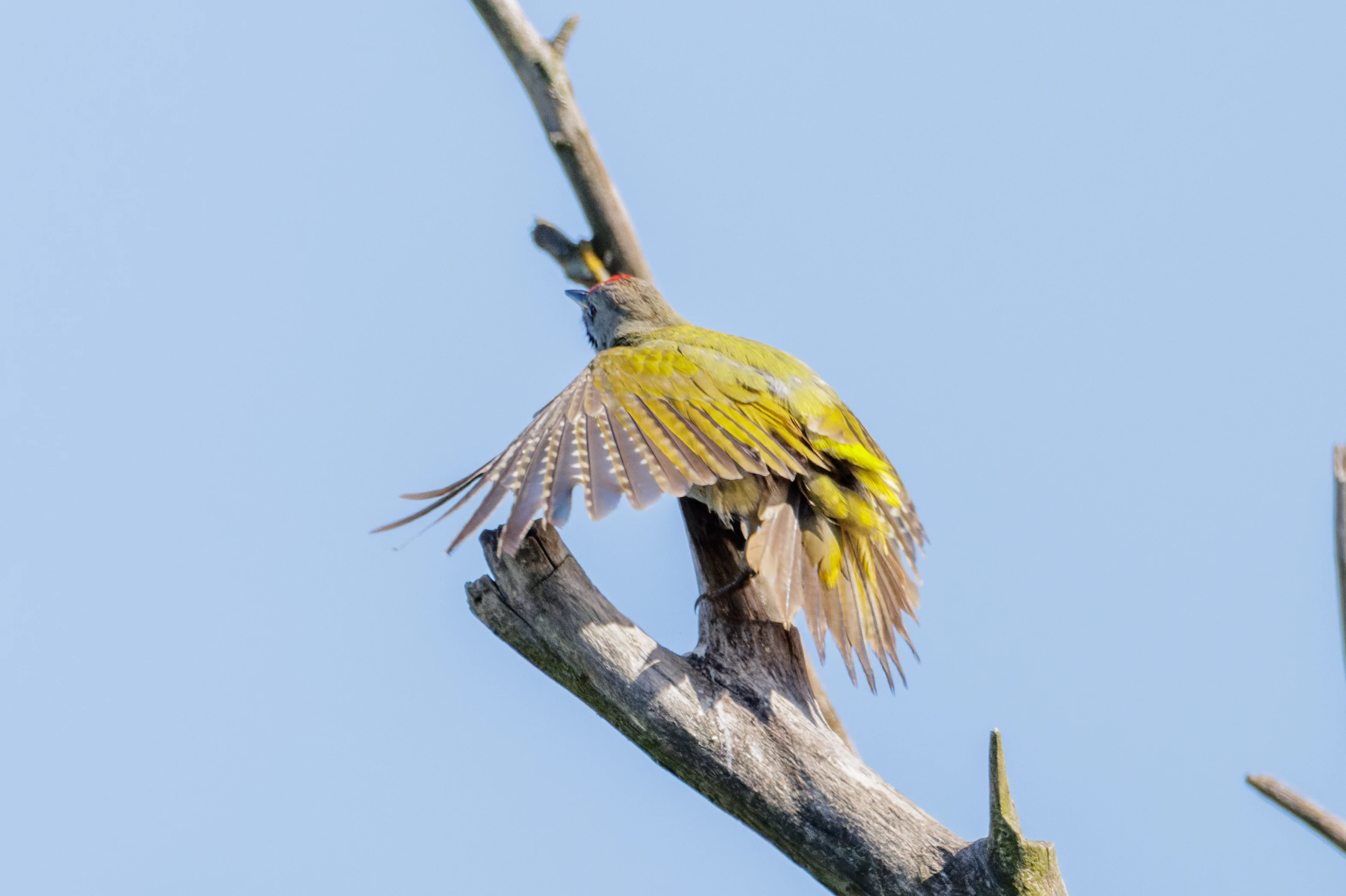 Grey-headed Woodpecker, Danube Delta, Romania — photo by Orlando Prugel-Bennett