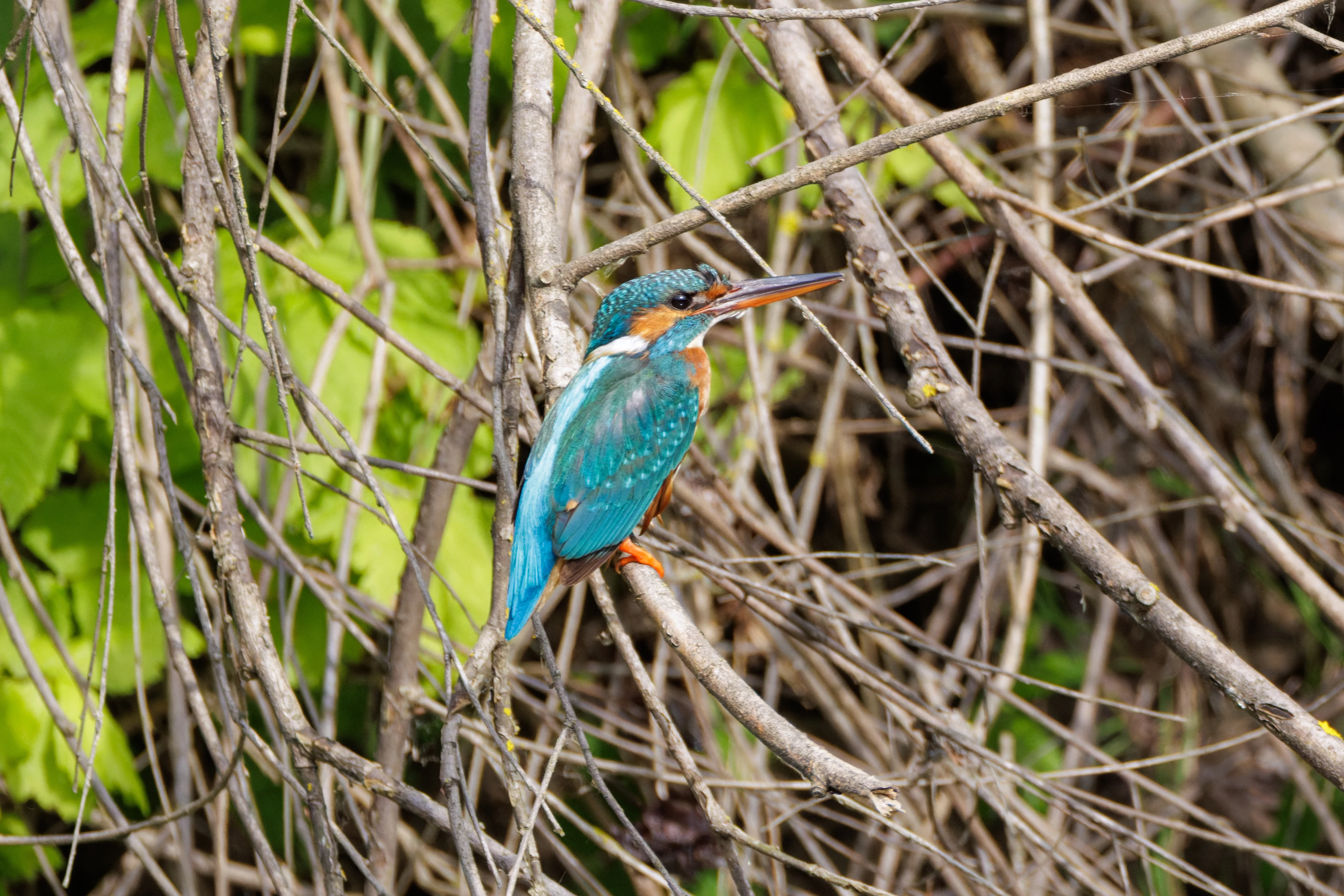 Common Kingfisher, Danube Delta, Romania — photo by Orlando Prugel-Bennett