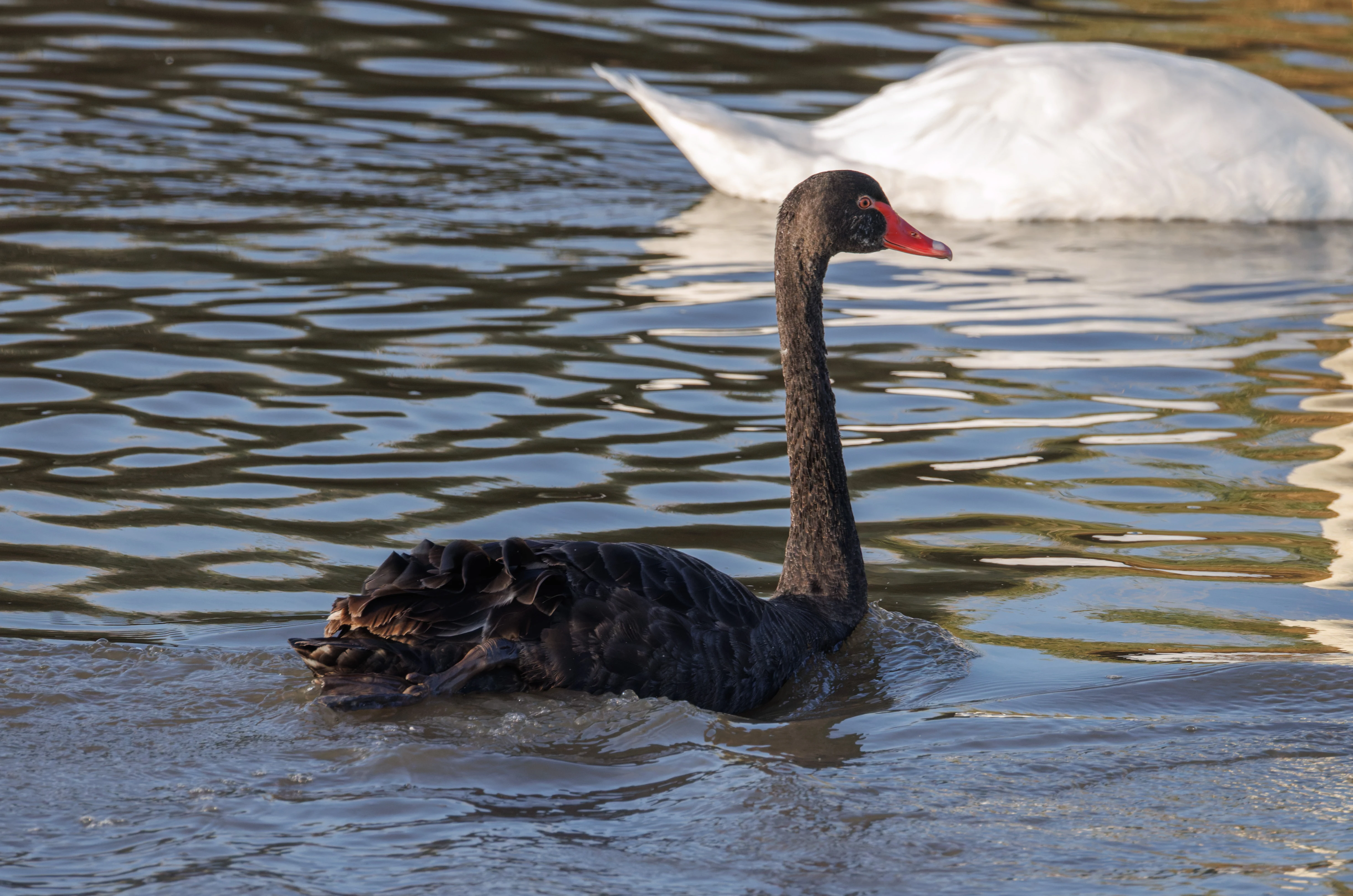 Black Swan (escaped), Poole Harbour, Poole, Dorset, UK — photo by Orlando Prugel-Bennett