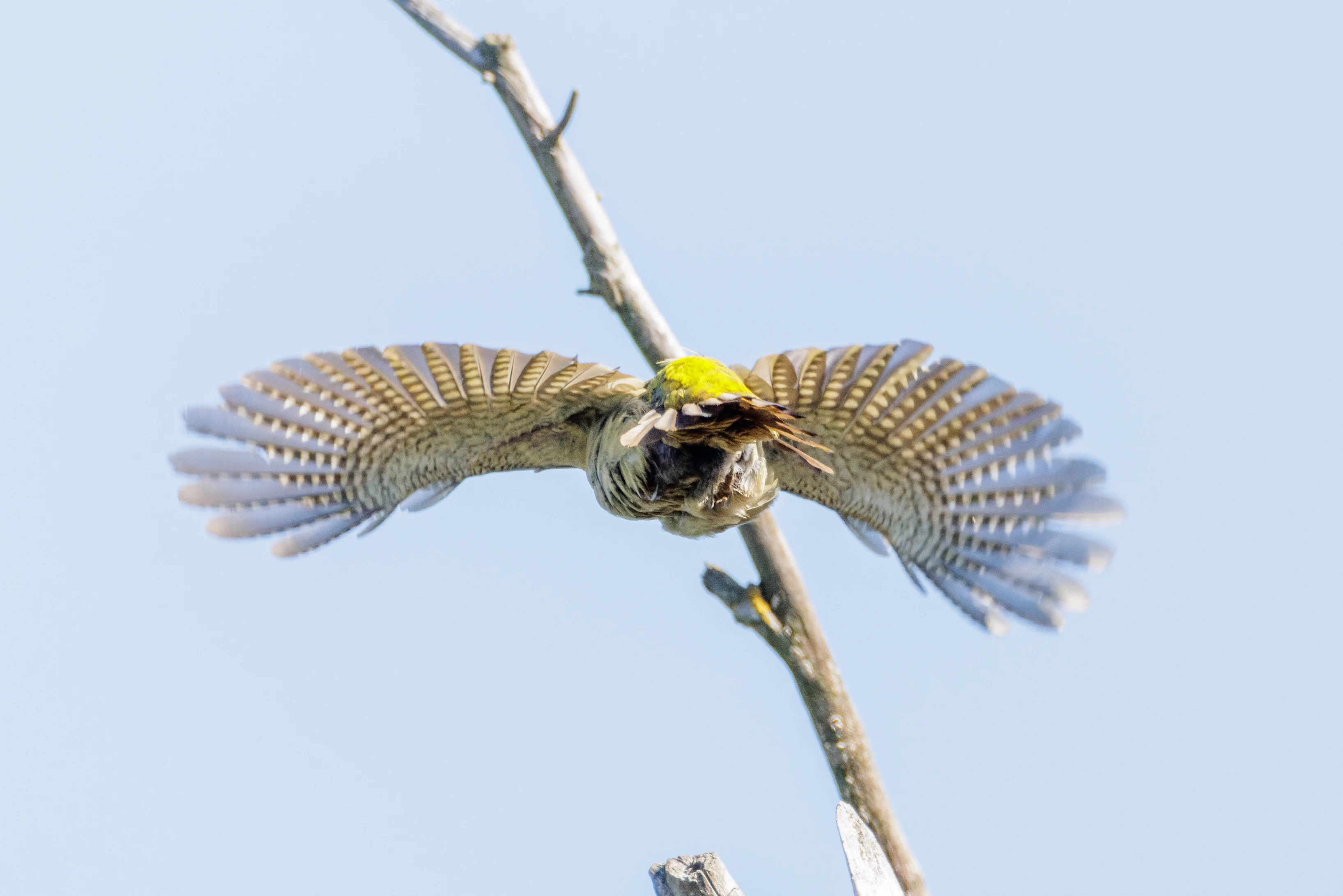 Grey-headed Woodpecker, Danube Delta, Romania — photo by Orlando Prugel-Bennett