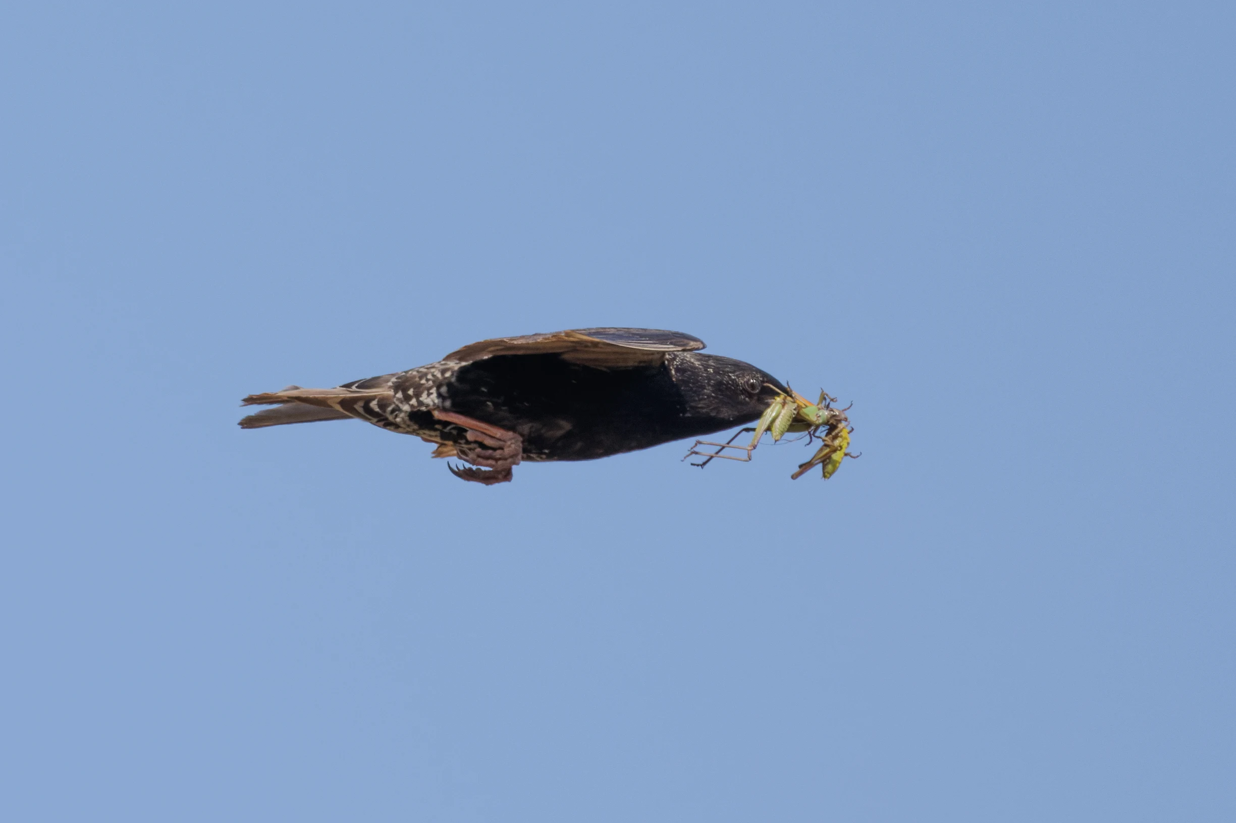 Common Starling with grasshopper in beak, Romanian Steppe, Romania — photo by Orlando Prugel-Bennett