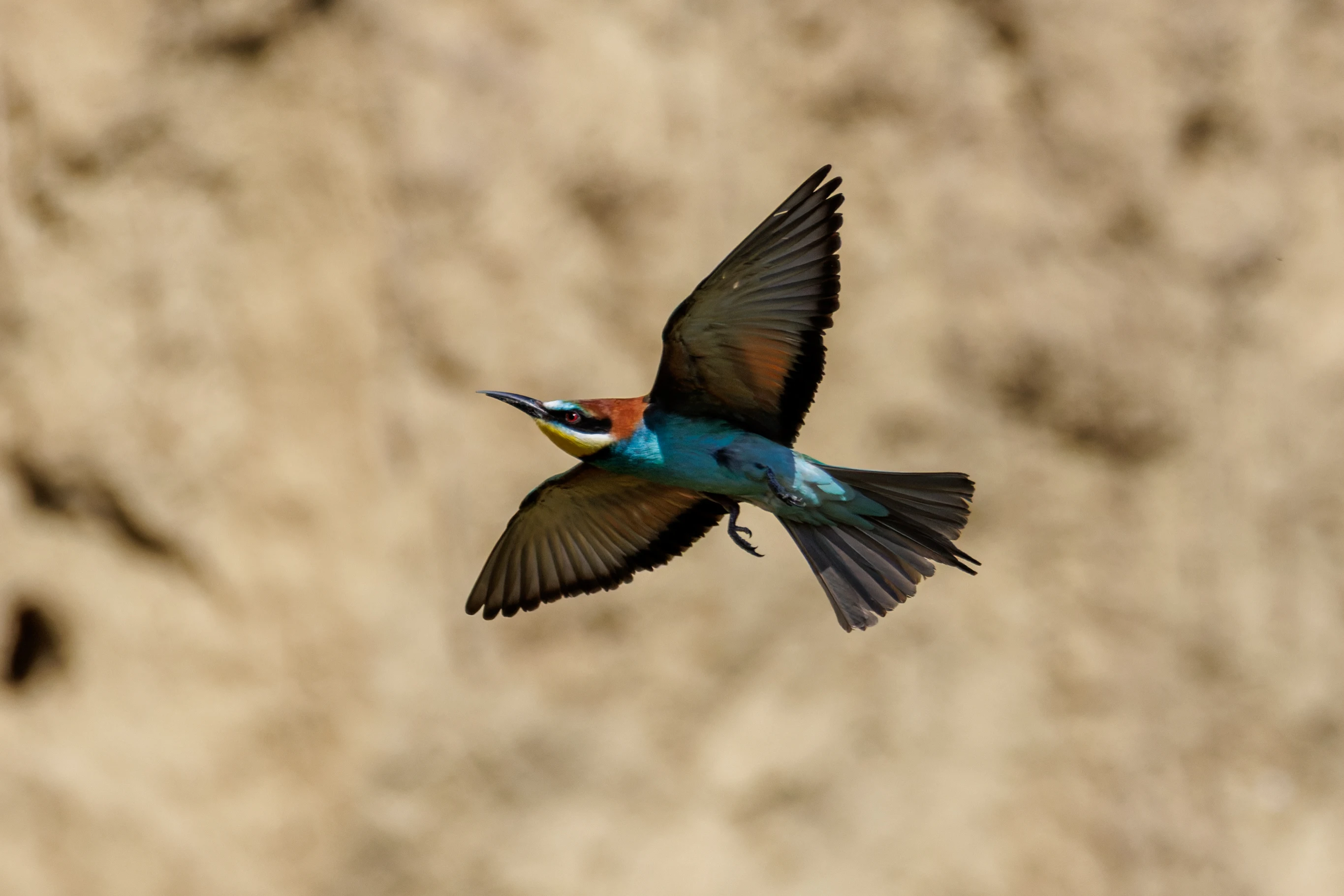 European Bee-eater, Romanian Steppe, Romania — photo by Orlando Prugel-Bennett