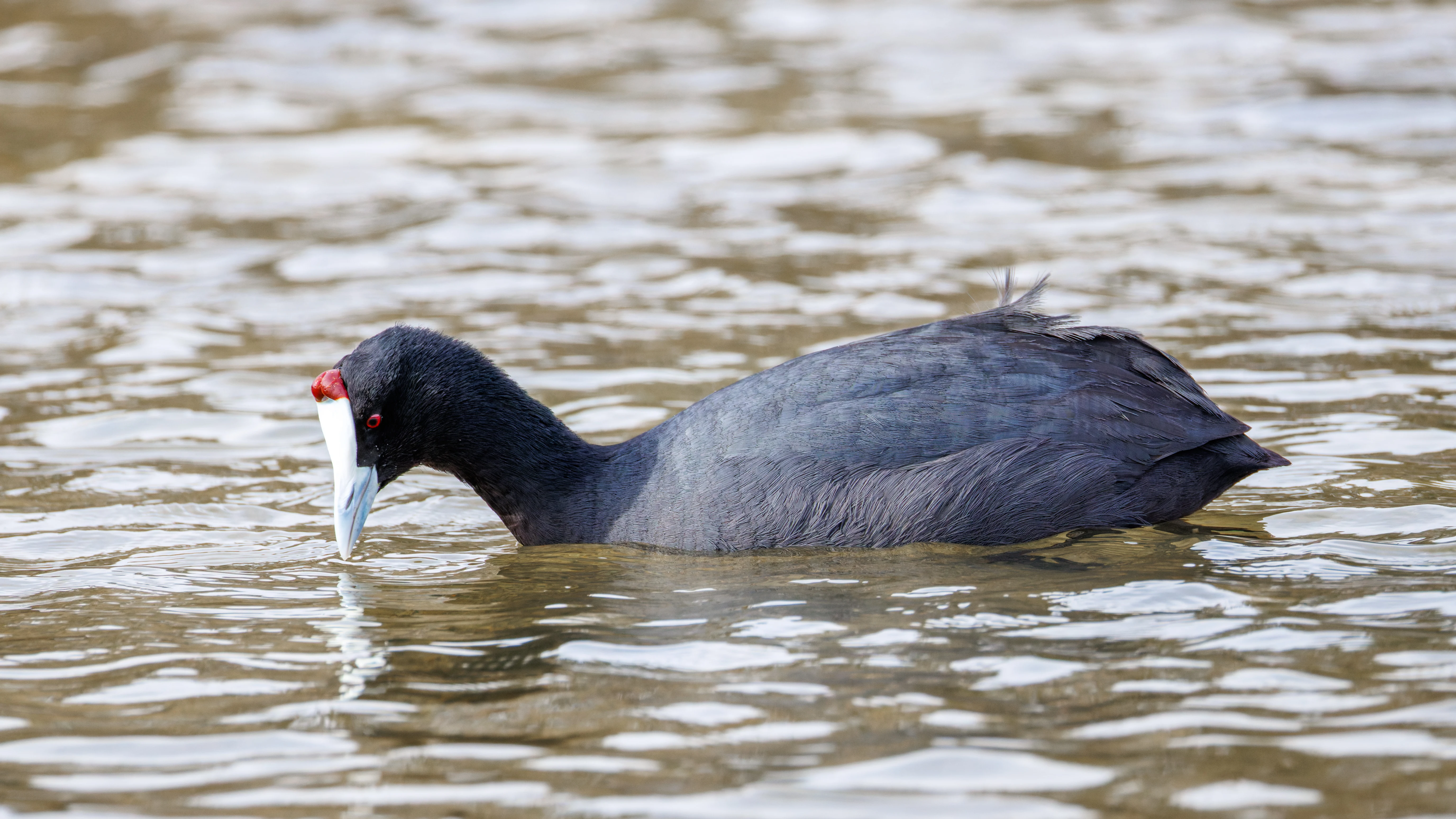 Red-knobbed Coot, El Hondo, Spain — photo by Orlando Prugel-Bennett