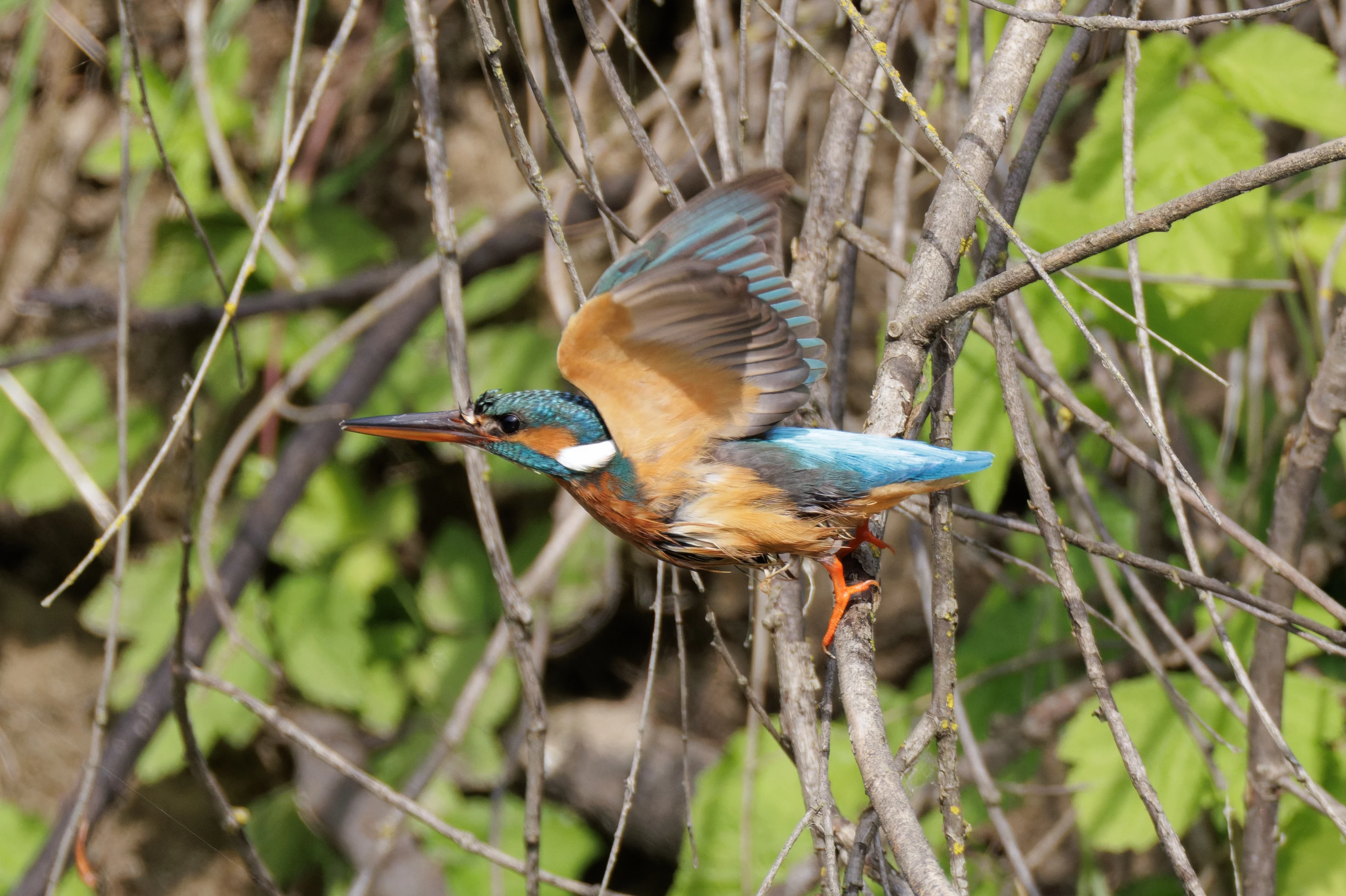 Common Kingfisher, Danube Delta, Romania — photo by Orlando Prugel-Bennett
