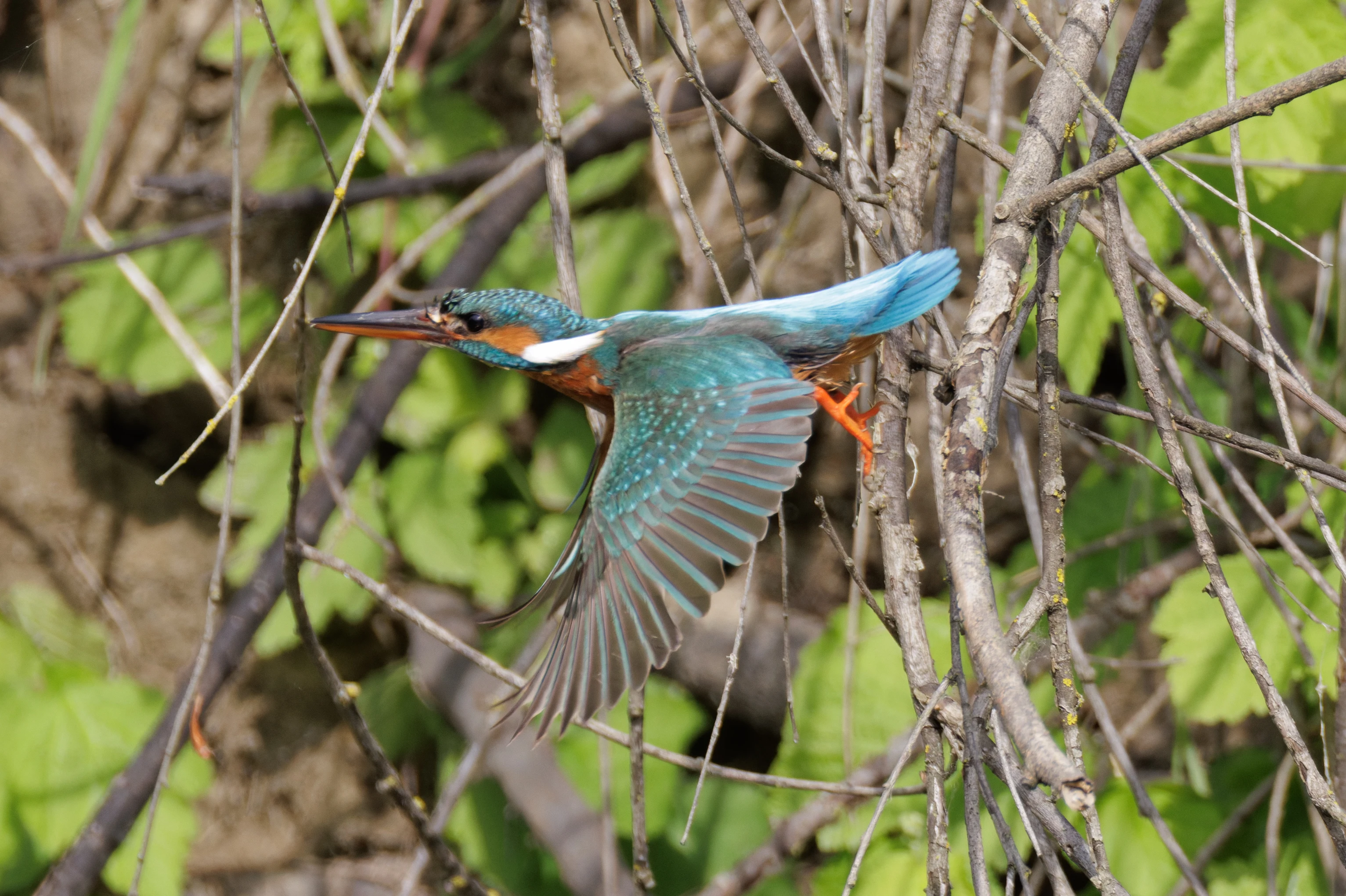 Common Kingfisher, Danube Delta, Romania — photo by Orlando Prugel-Bennett