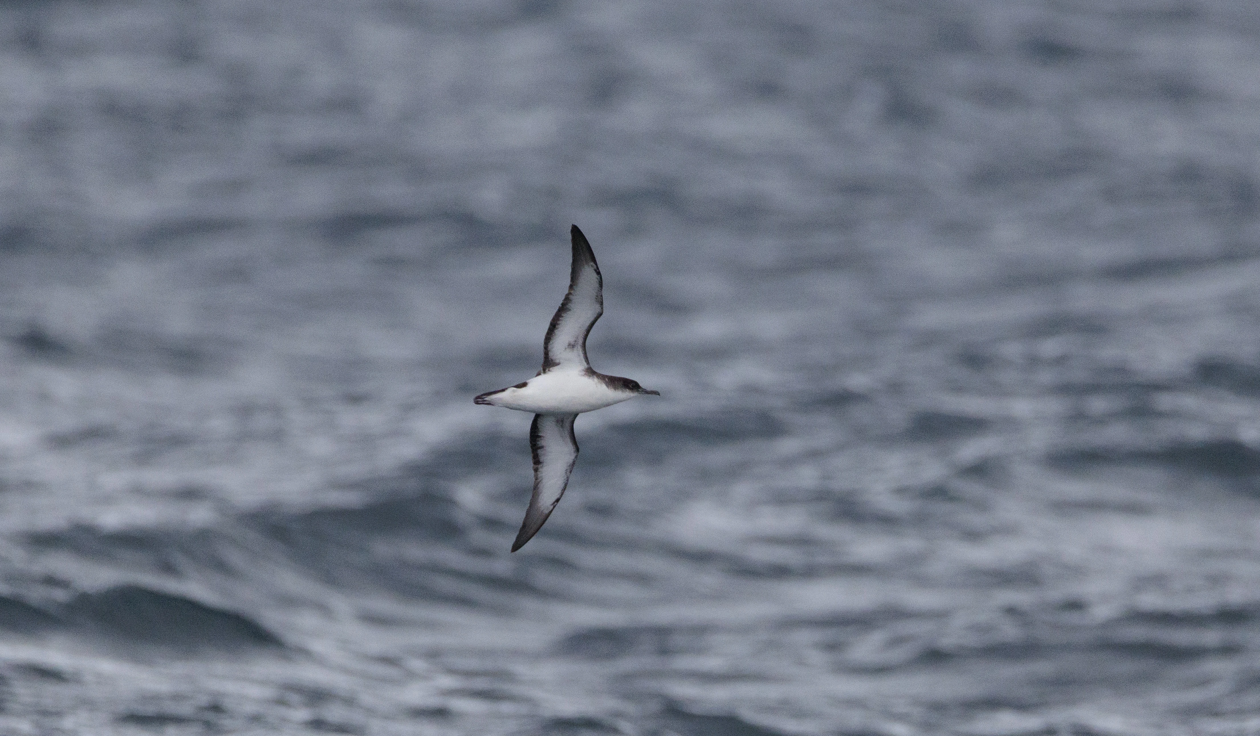 Manx Shearwater, Cornwall, UK — photo by Orlando Prugel-Bennett