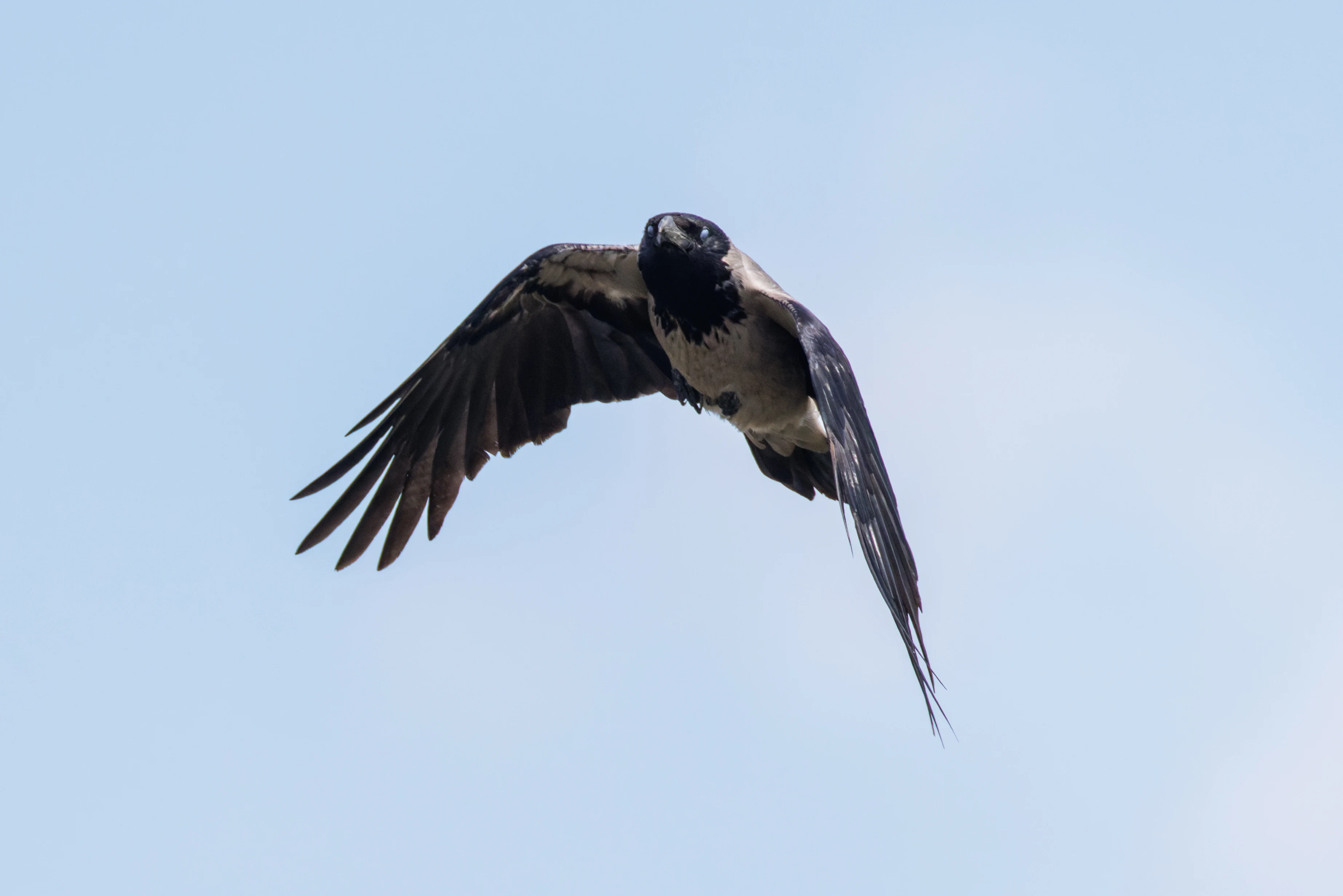Hooded Crow, Romania — photo by Orlando Prugel-Bennett