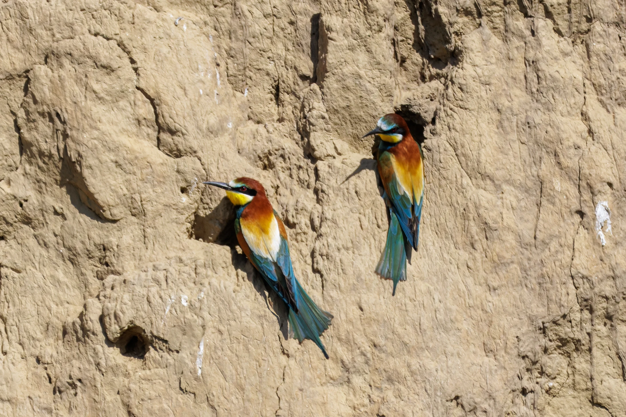 European Bee-eaters on cliff face, Romanian Steppe, Romania — photo by Orlando Prugel-Bennett