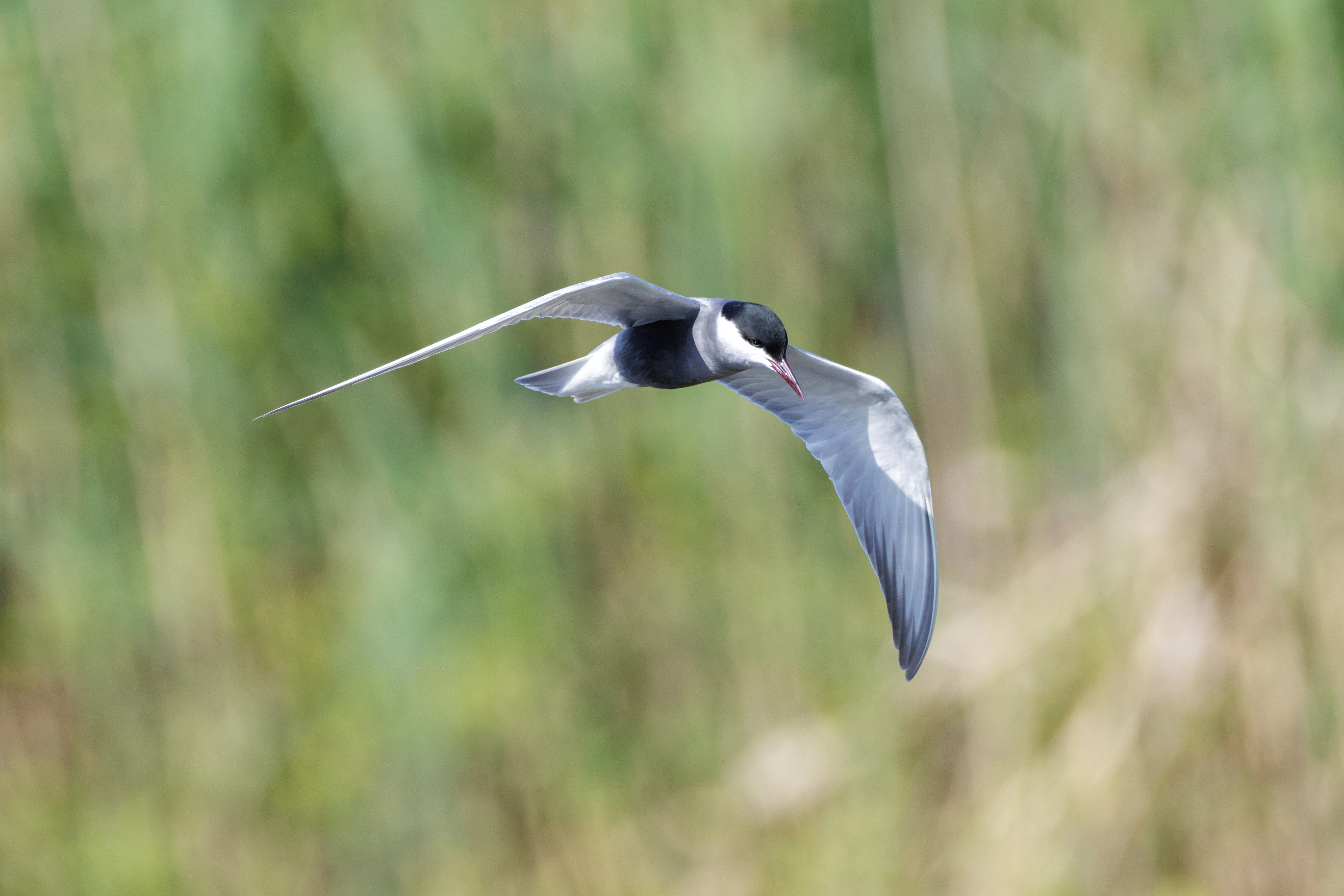 Whiskered Tern, Danube Delta, Romania — photo by Orlando Prugel-Bennett