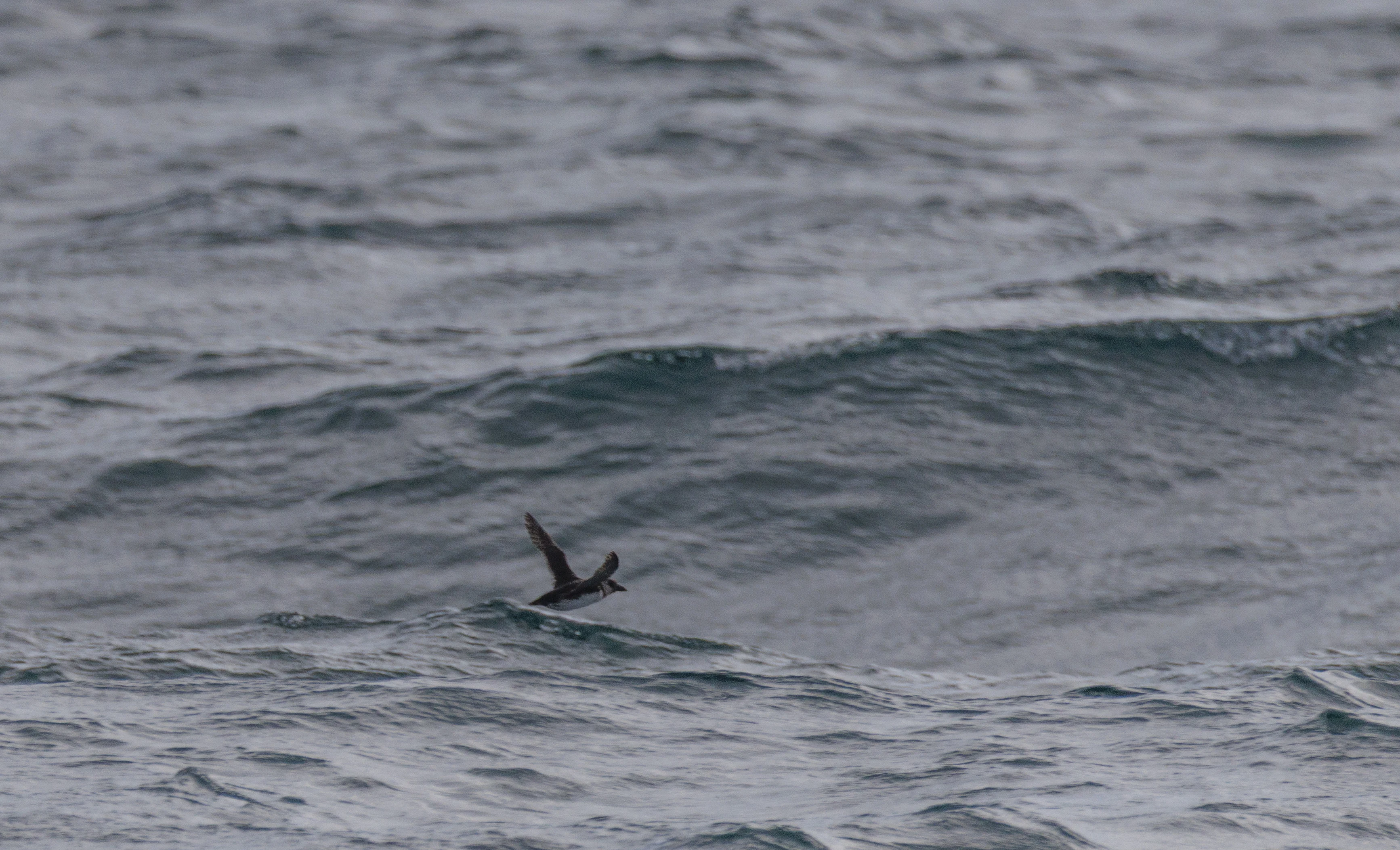 Manx Shearwater, Cornwall, UK — photo by Orlando Prugel-Bennett