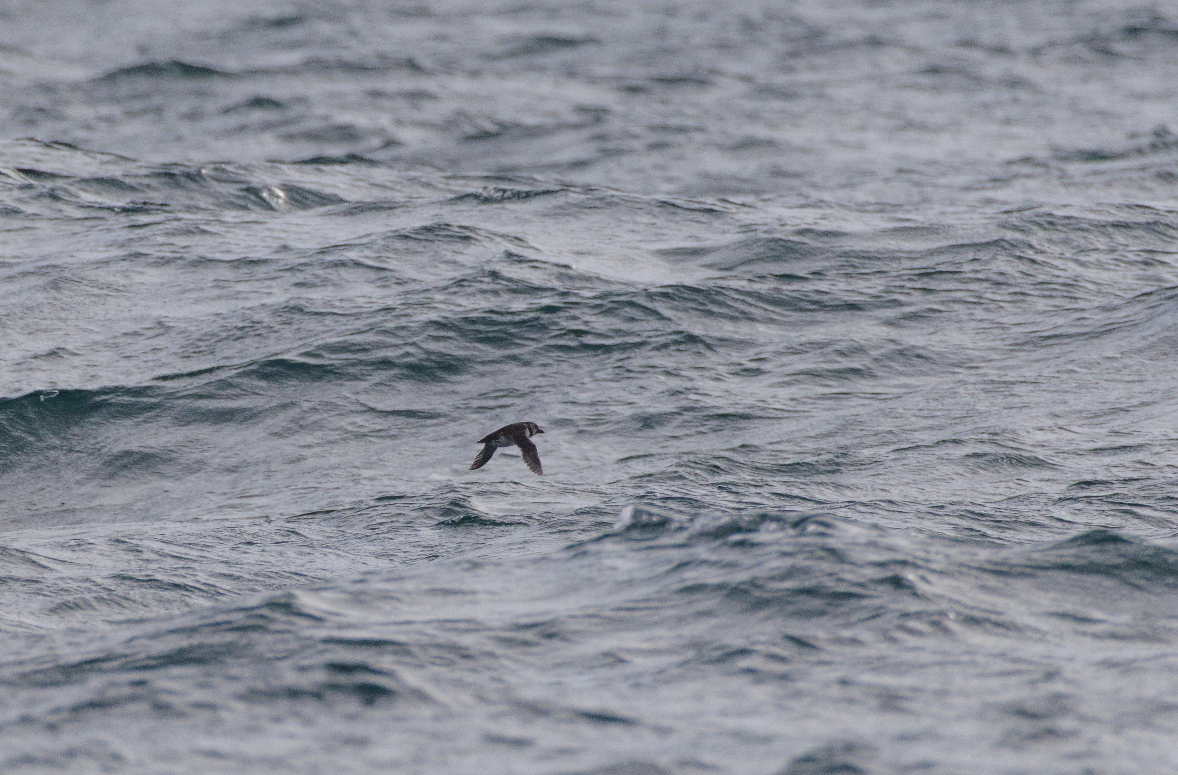European Storm Petrel, Cornwall, UK — photo by Orlando Prugel-Bennett